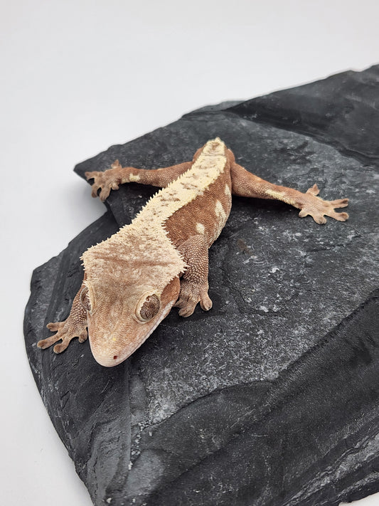 Crested Gecko - Male - Mark Pink - Proven Breeder