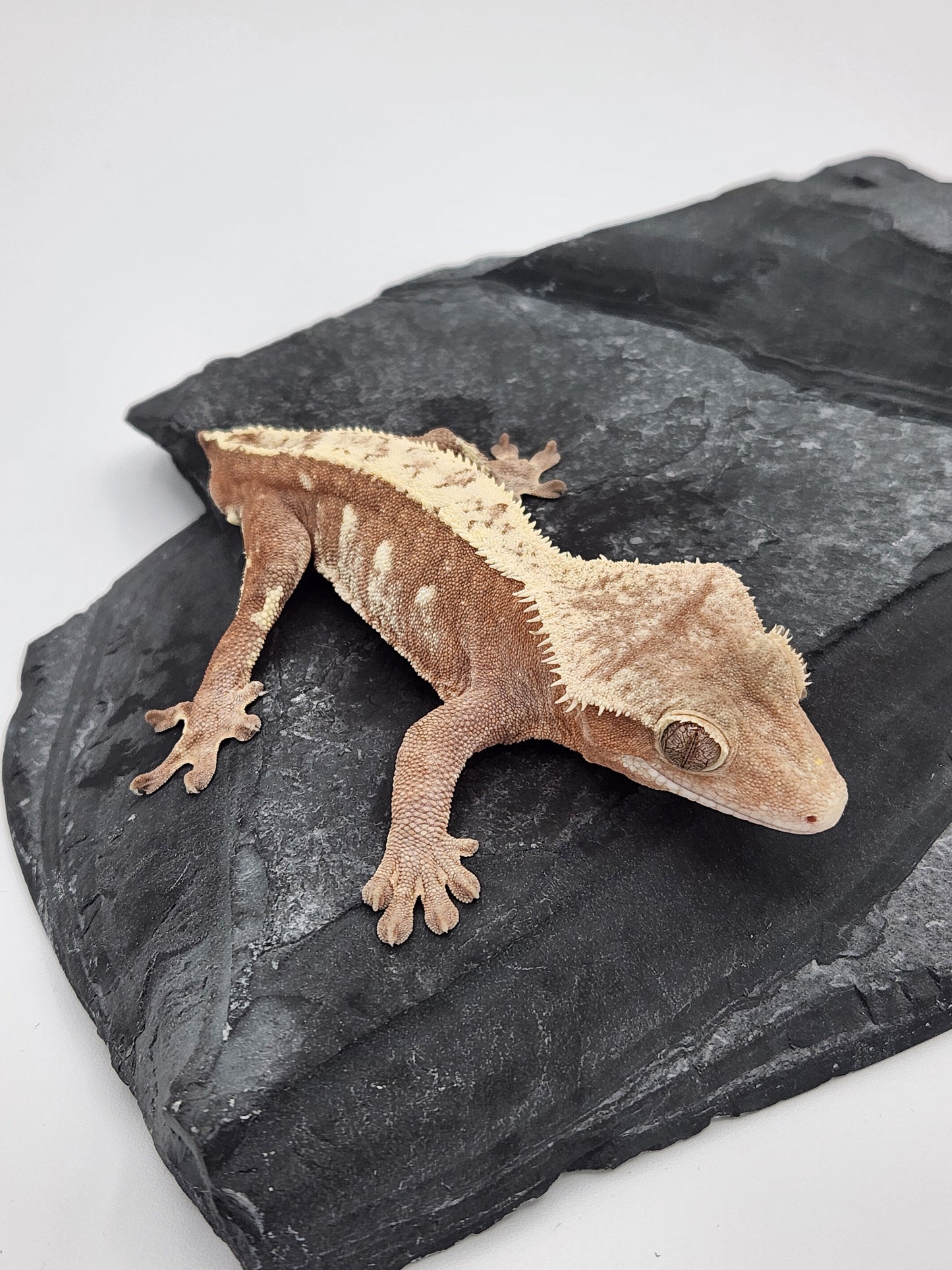 Crested Gecko - Male - Mark Pink - Proven Breeder