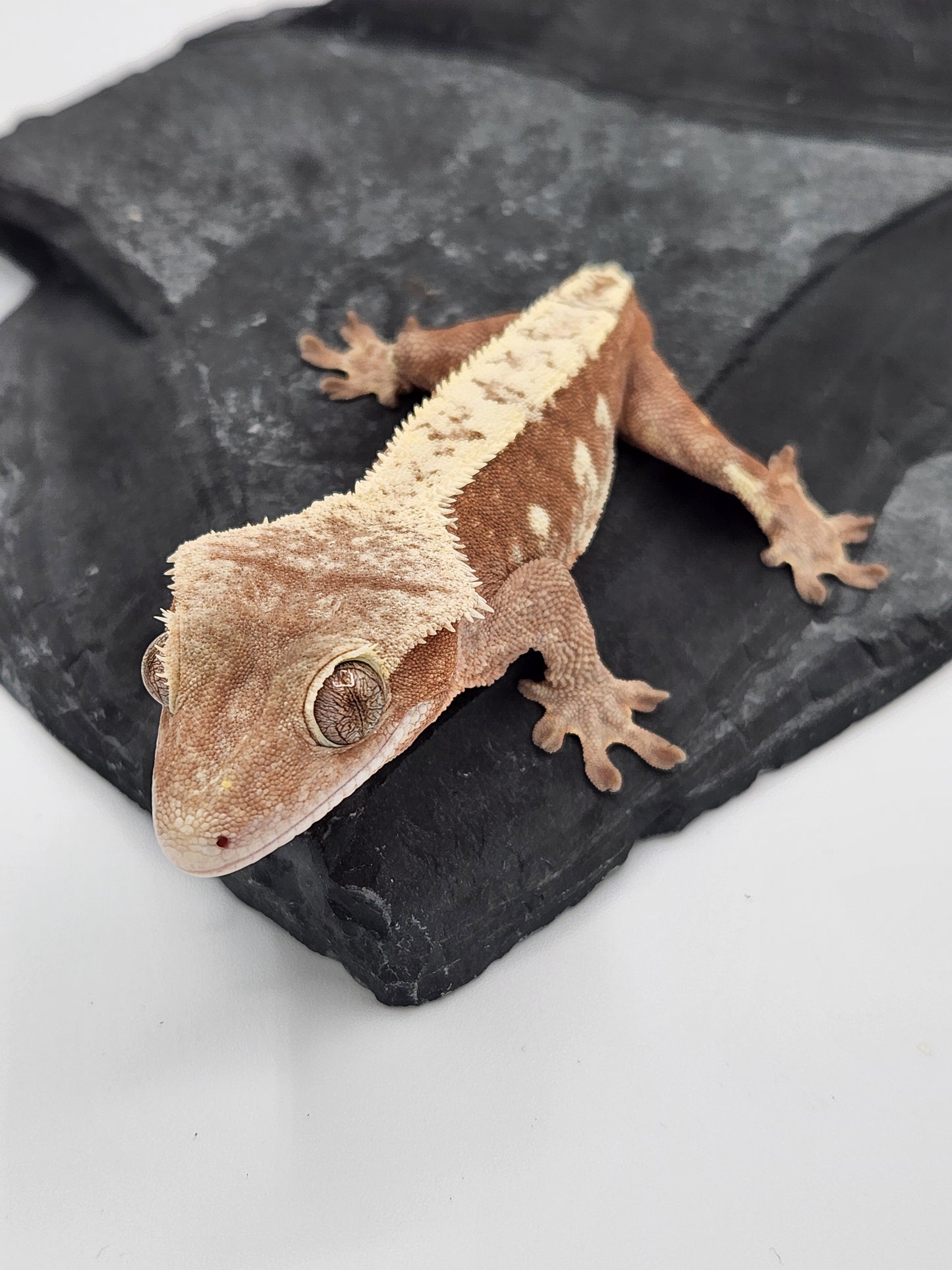 Crested Gecko - Male - Mark Pink - Proven Breeder