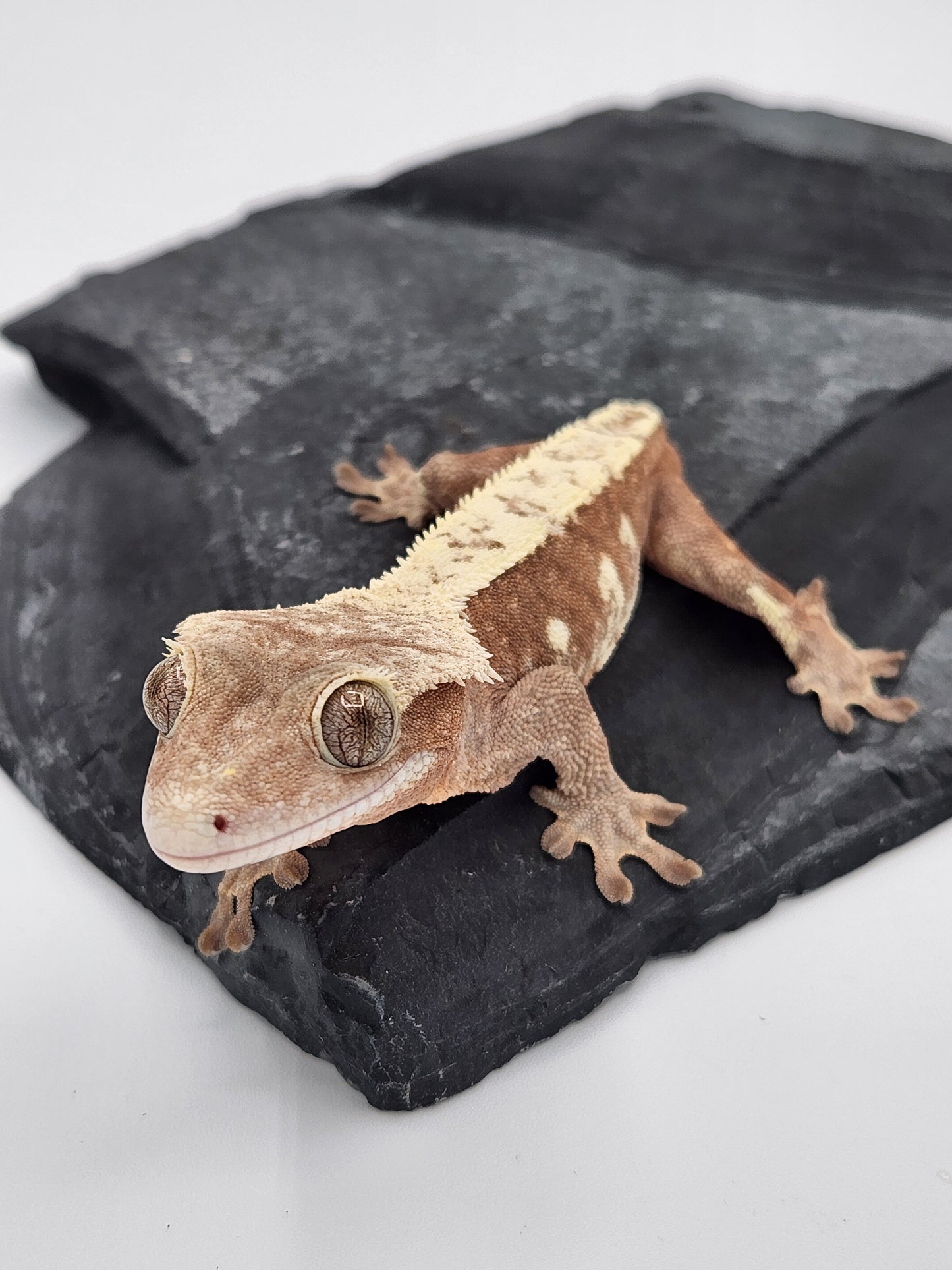 Crested Gecko - Male - Mark Pink - Proven Breeder