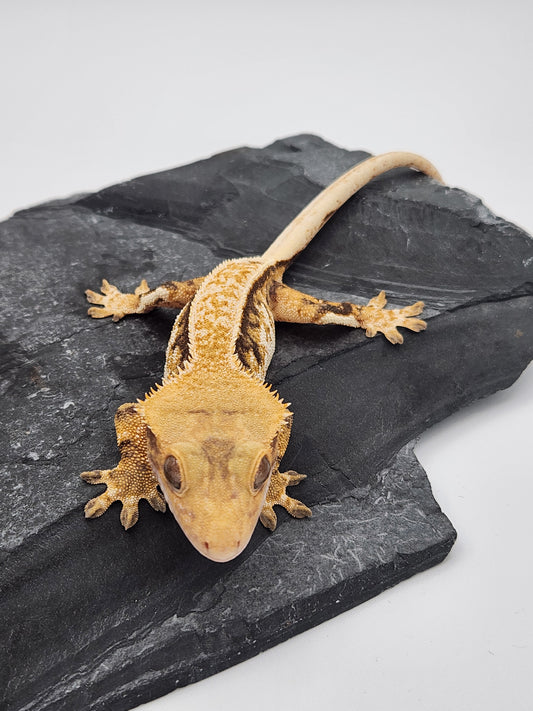 Crested Gecko - Female DOB 12-13-22 (Magnana x Onyx)
