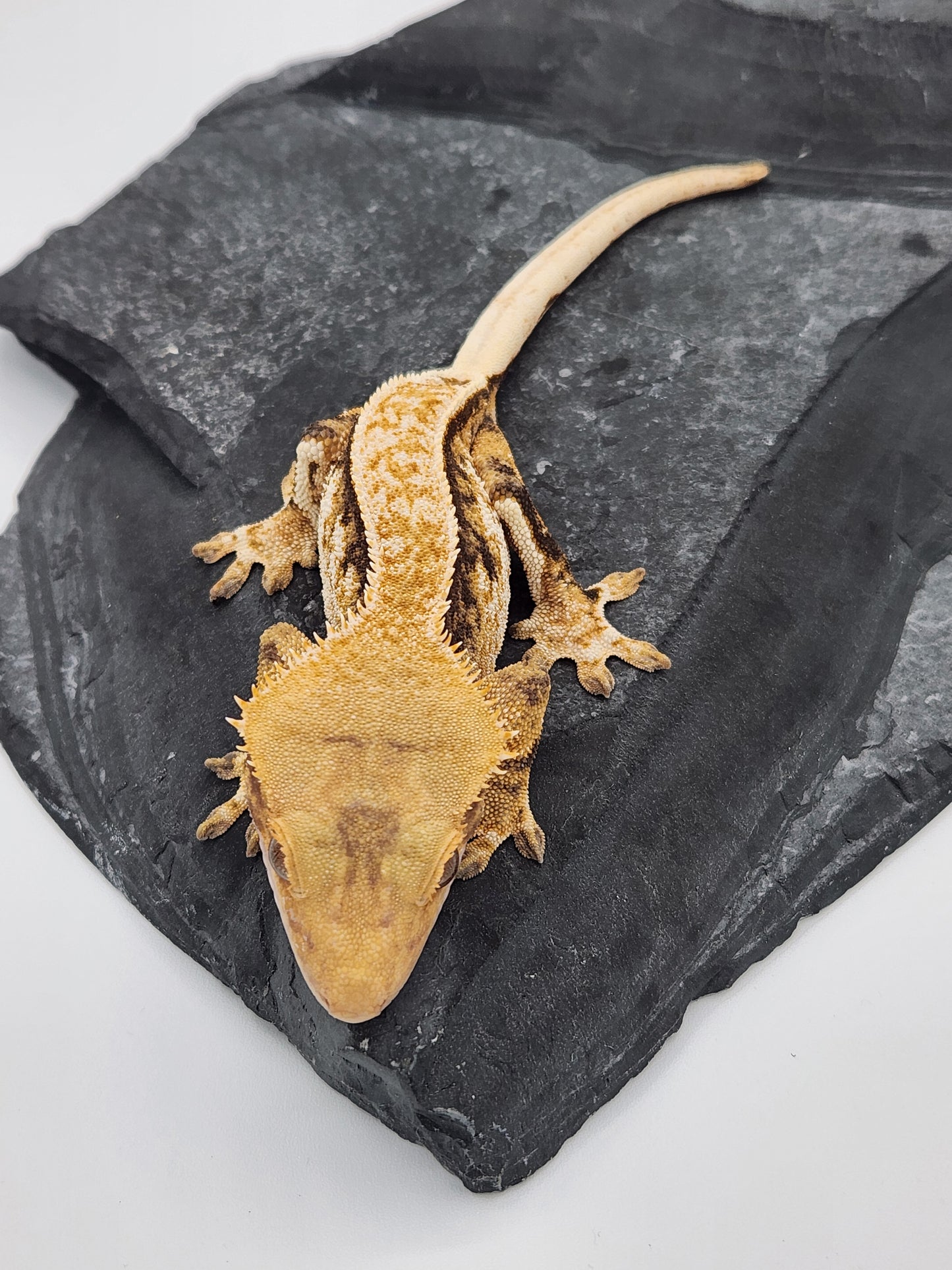 Crested Gecko - Female DOB 12-13-22 (Magnana x Onyx)