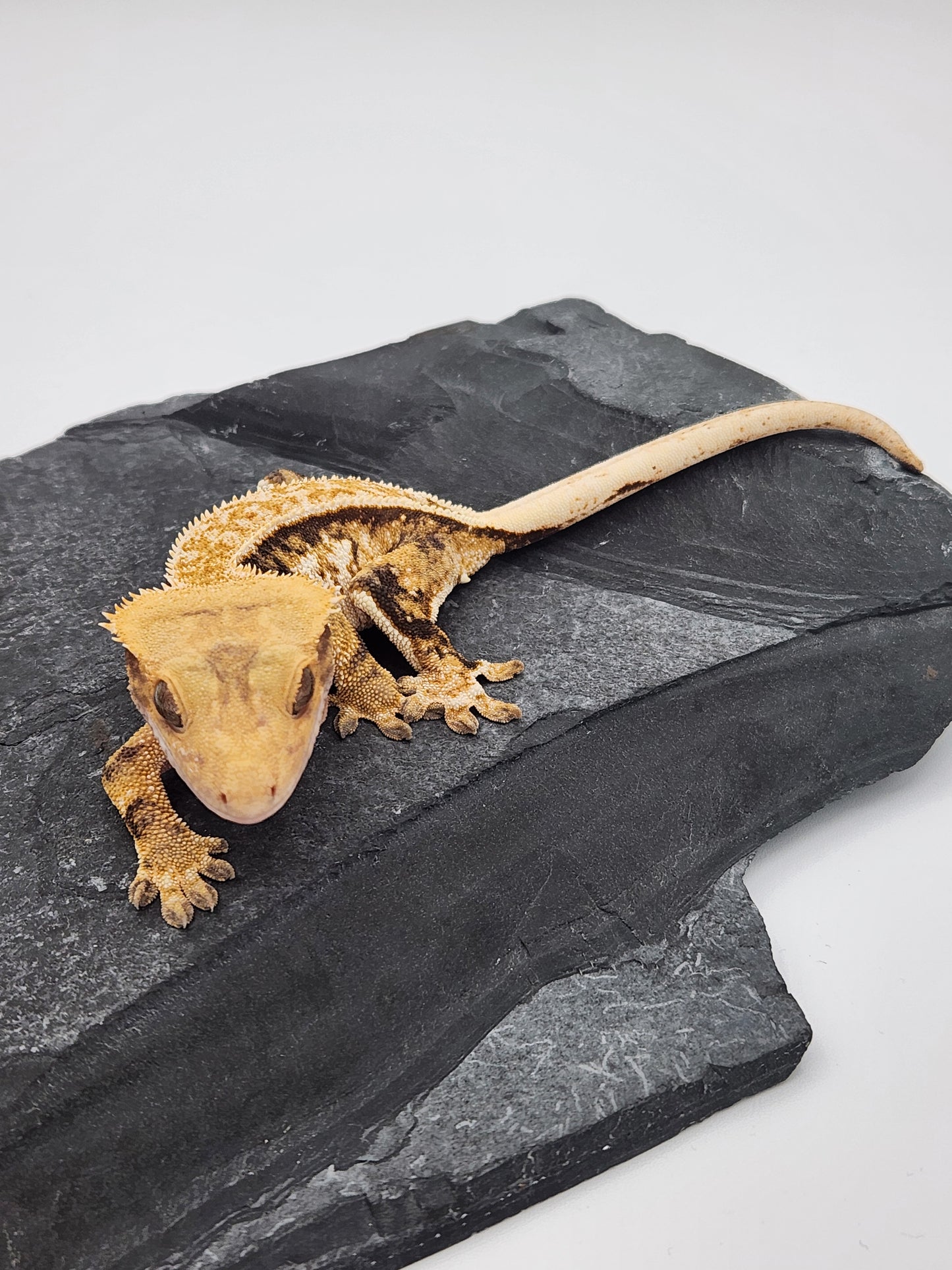 Crested Gecko - Female DOB 12-13-22 (Magnana x Onyx)