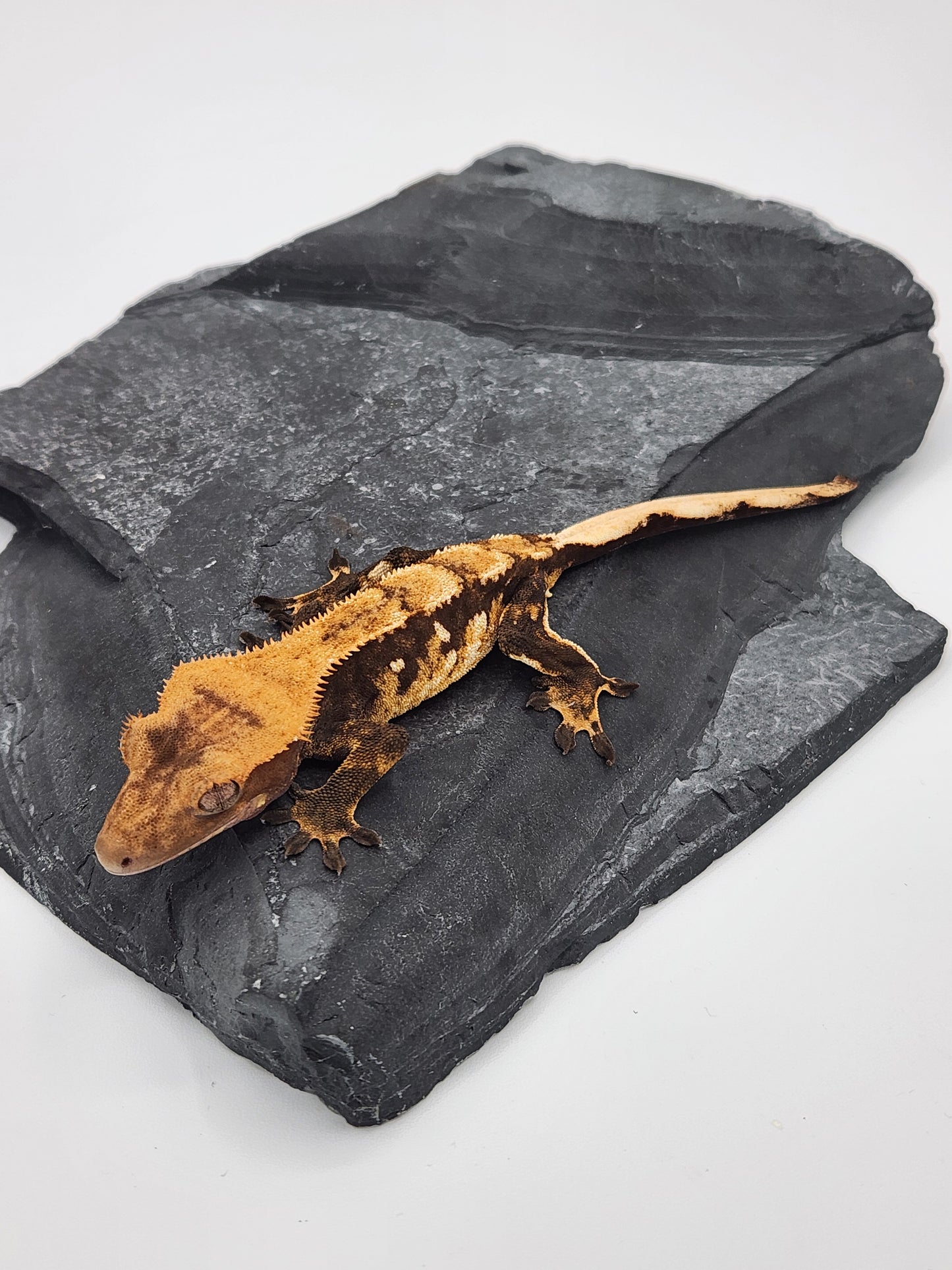 Crested Gecko -  Male DOB 05-23-23 (Dane x Succulent)