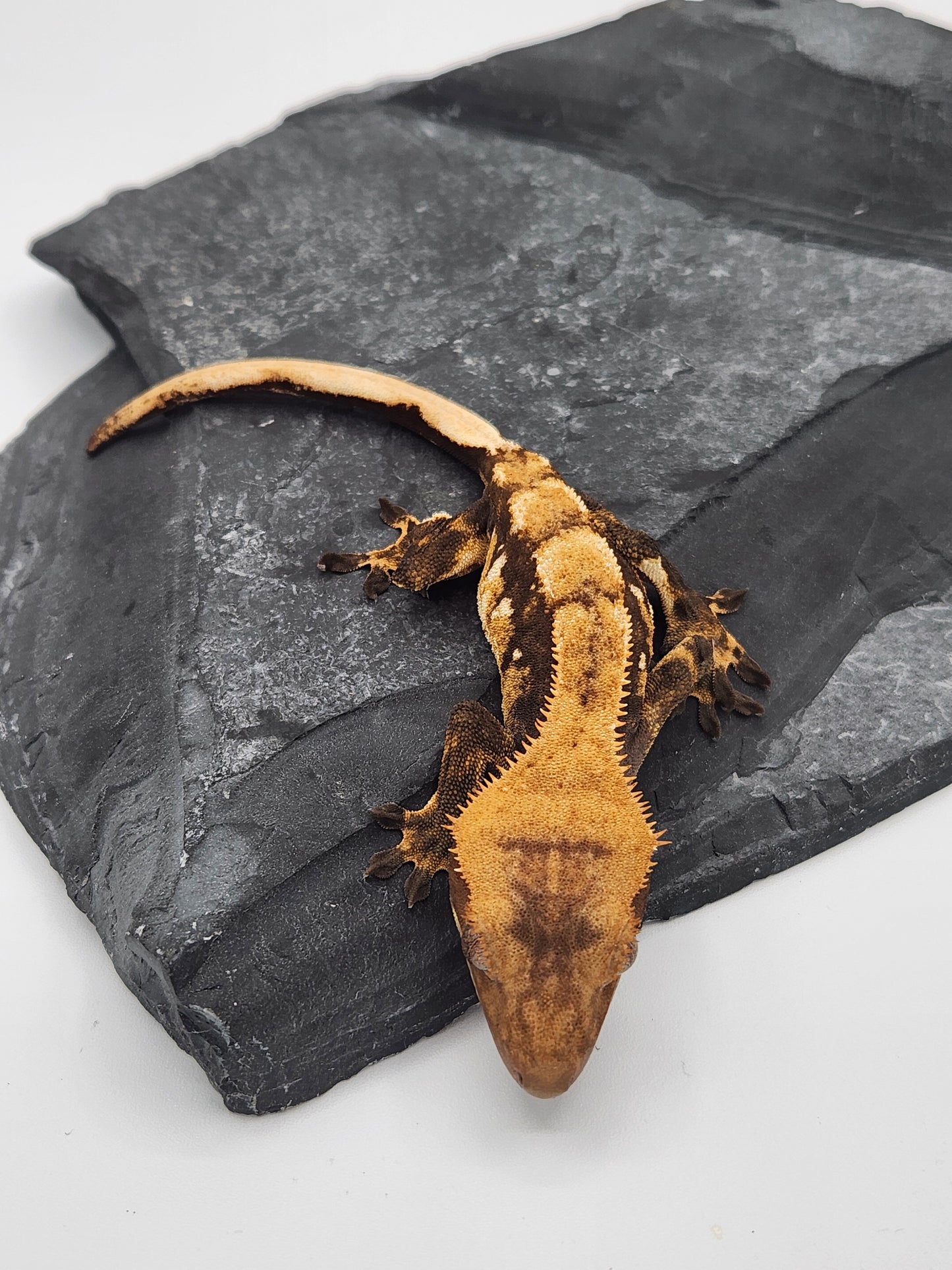Crested Gecko -  Male DOB 05-23-23 (Dane x Succulent)