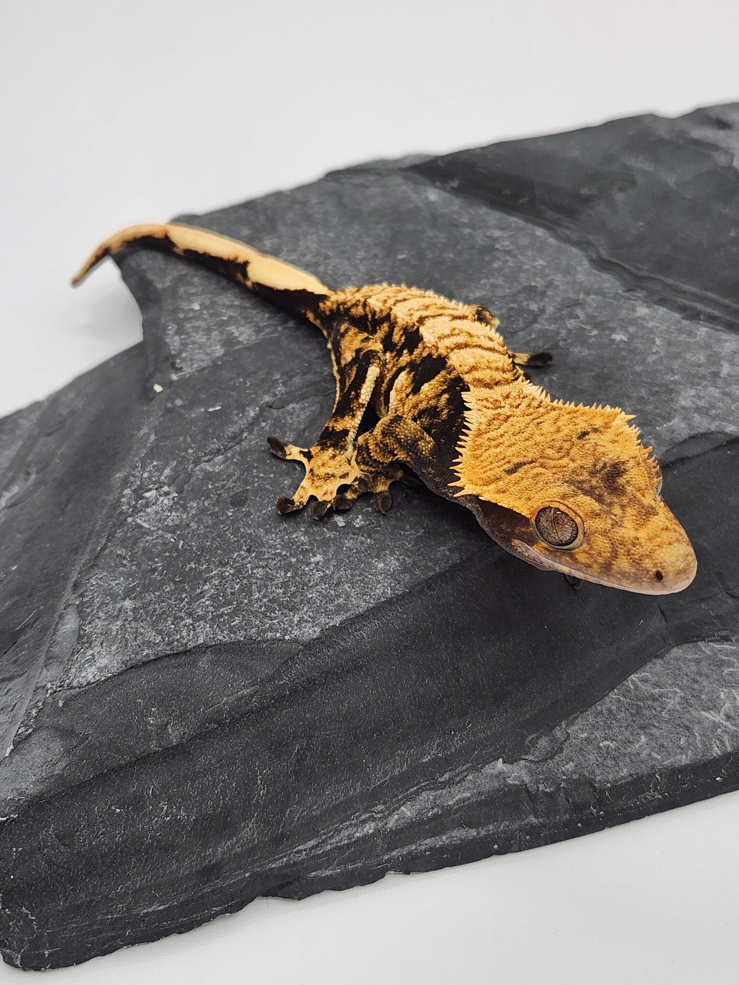 Crested Gecko - SOLD - Female DOB 12-13-22 (Radiance x Haku)