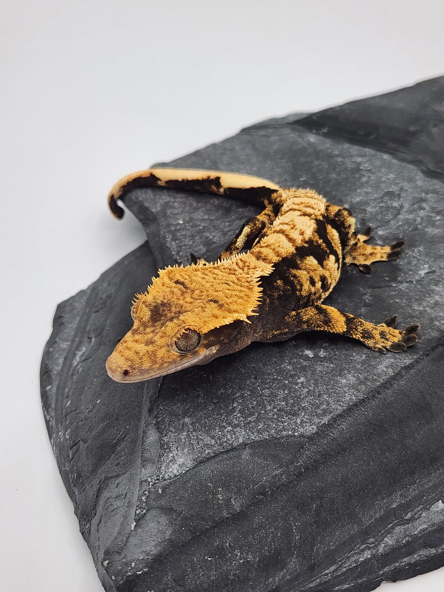 Crested Gecko - SOLD - Female DOB 12-13-22 (Radiance x Haku)