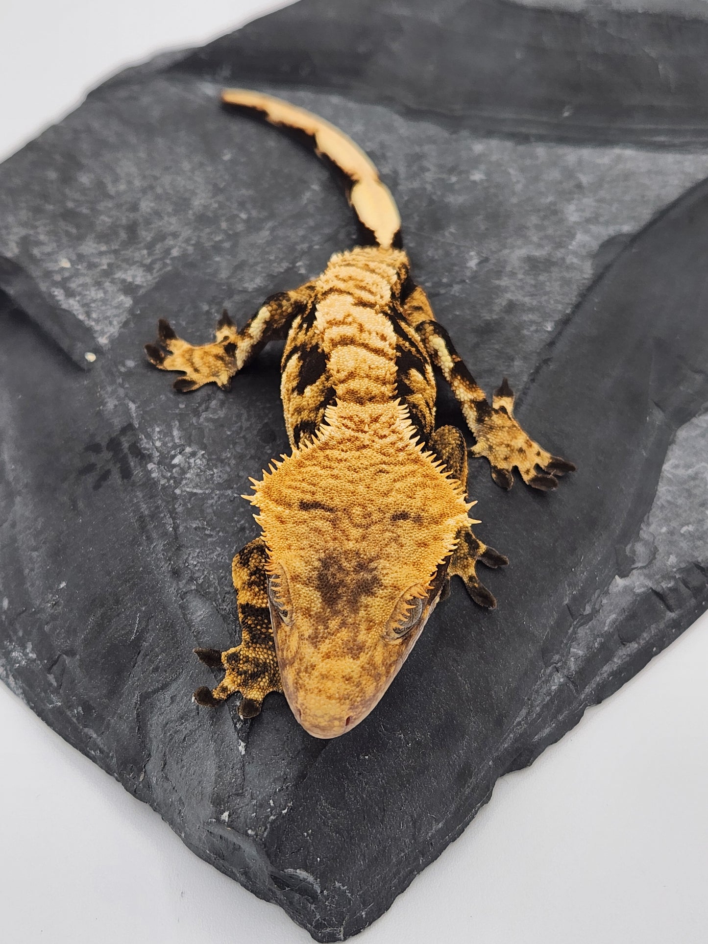 Crested Gecko - SOLD - Female DOB 12-13-22 (Radiance x Haku)