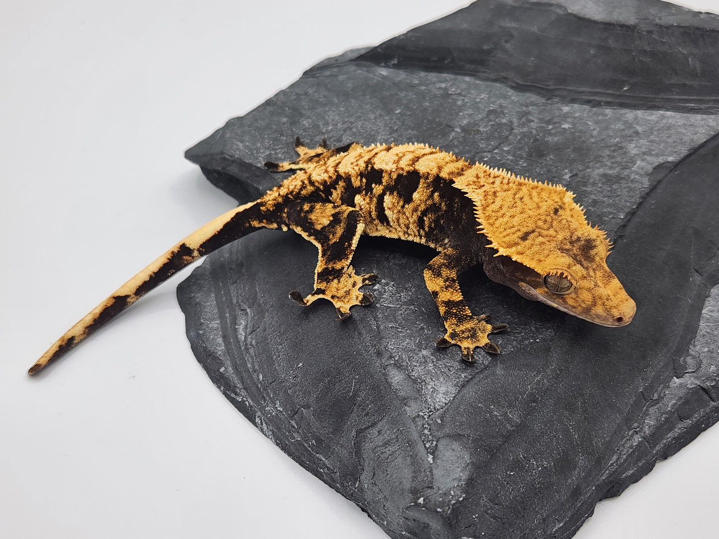 Crested Gecko - SOLD - Female DOB 12-13-22 (Radiance x Haku)