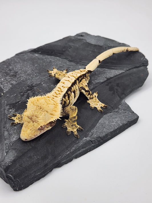 Crested Gecko - Male (Jag23 - Paris Reptiles)