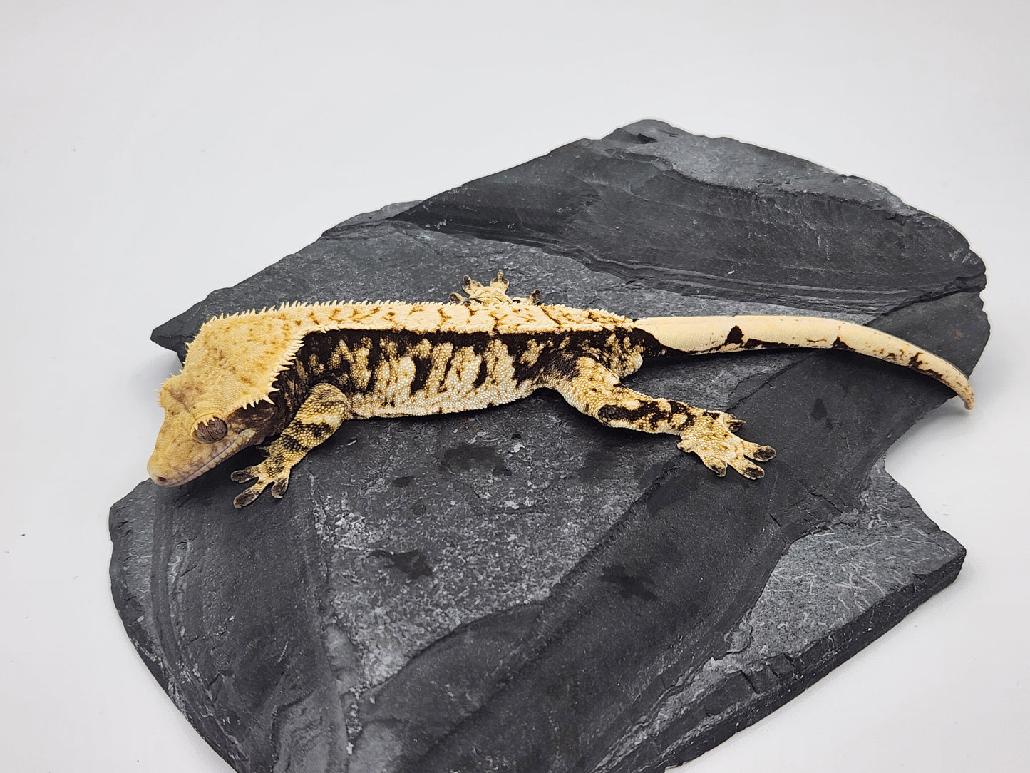 Crested Gecko - SOLD - Male (Jag23 - Paris Reptiles)