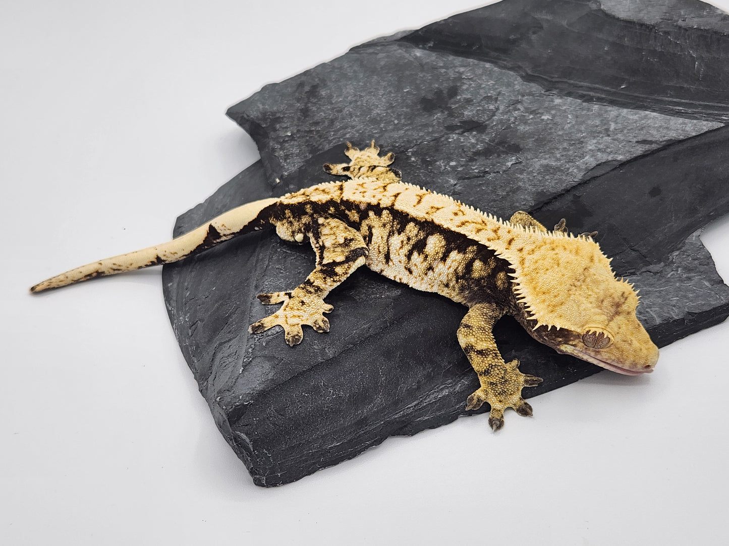 Crested Gecko - SOLD - Male (Jag23 - Paris Reptiles)