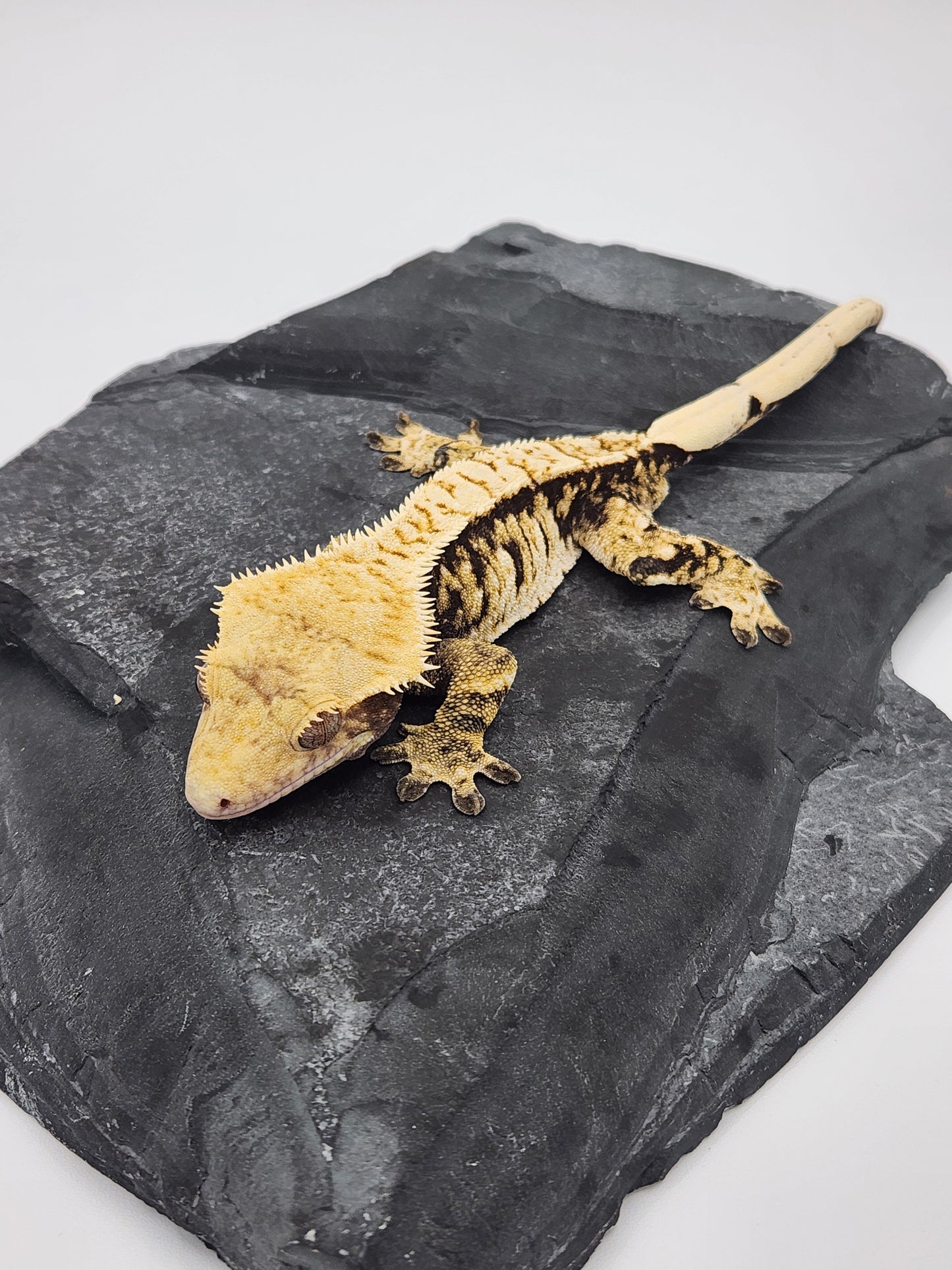 Crested Gecko - SOLD - Male (Jag23 - Paris Reptiles)