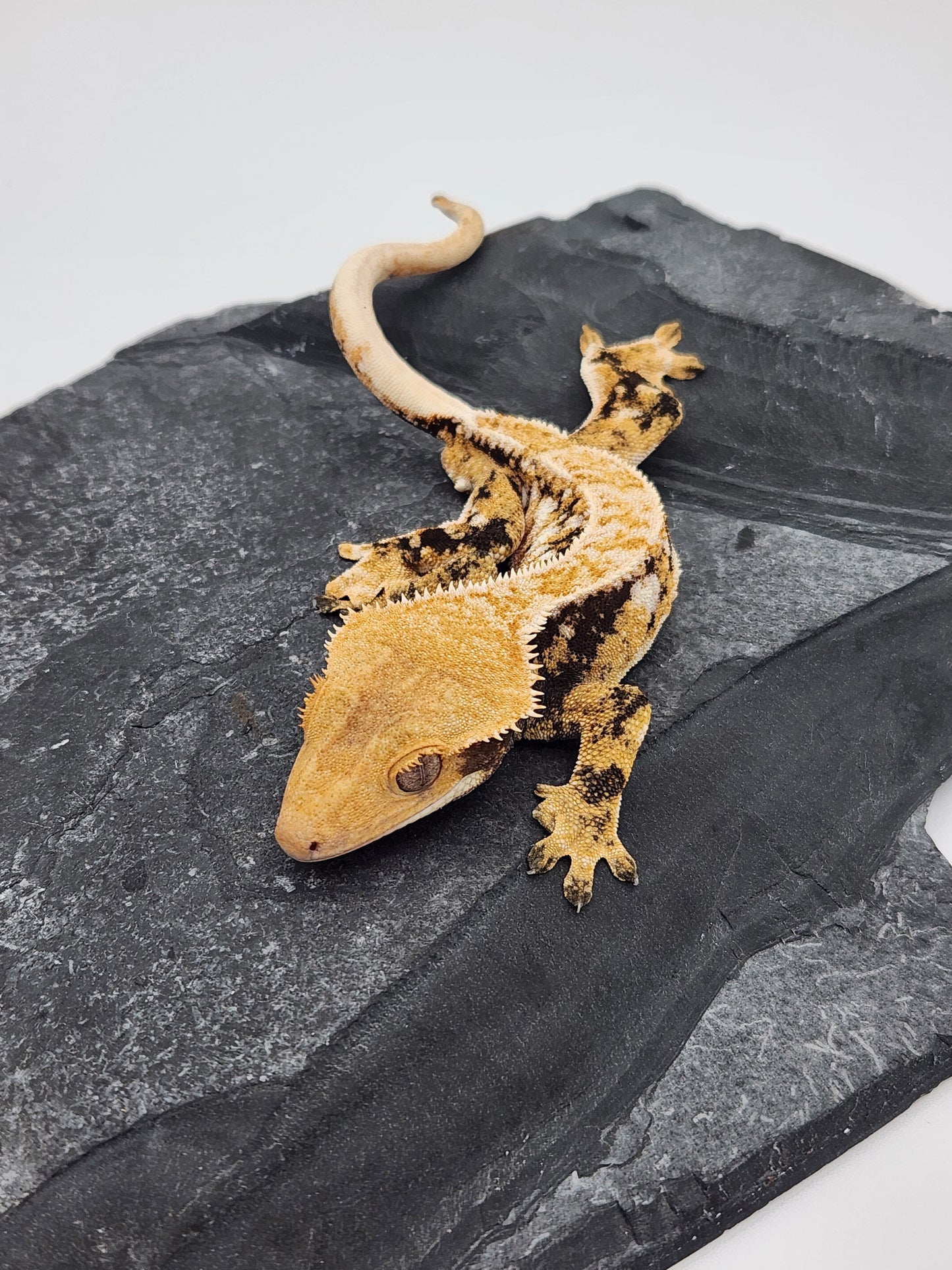 Crested Gecko -  Male DOB 09-08-22 (Gaitley x Horizon)
