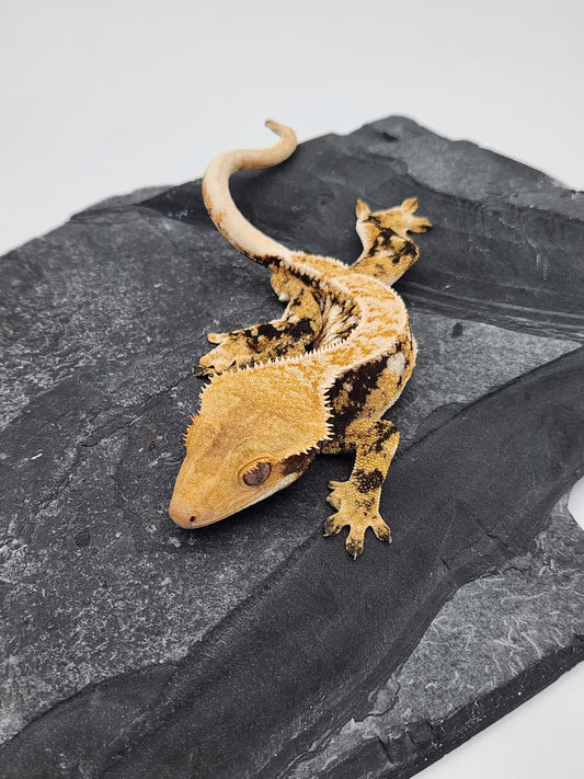 Crested Gecko -  Male DOB 09-08-22 (Gaitley x Horizon)