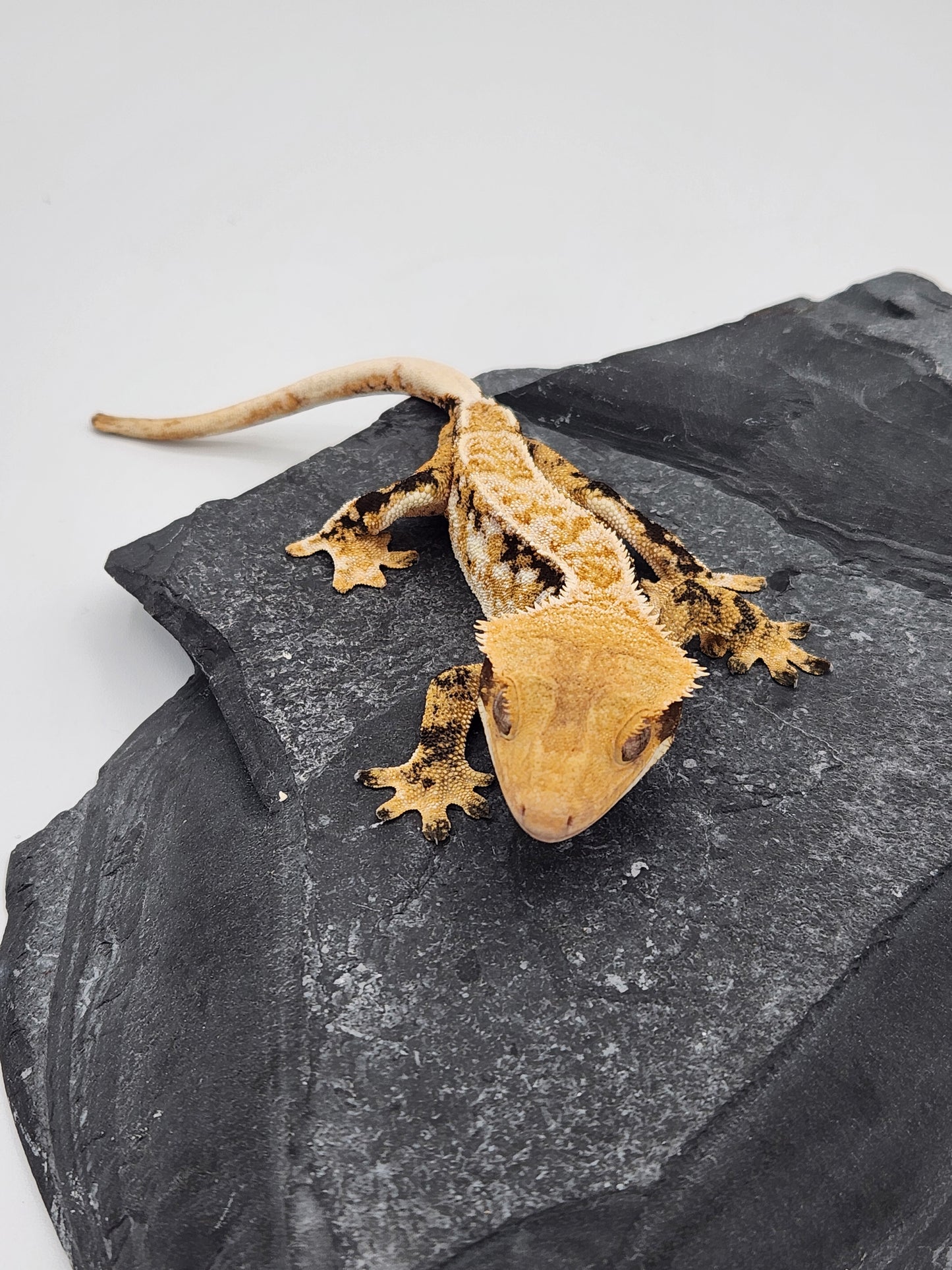 Crested Gecko -  Male DOB 09-08-22 (Gaitley x Horizon)