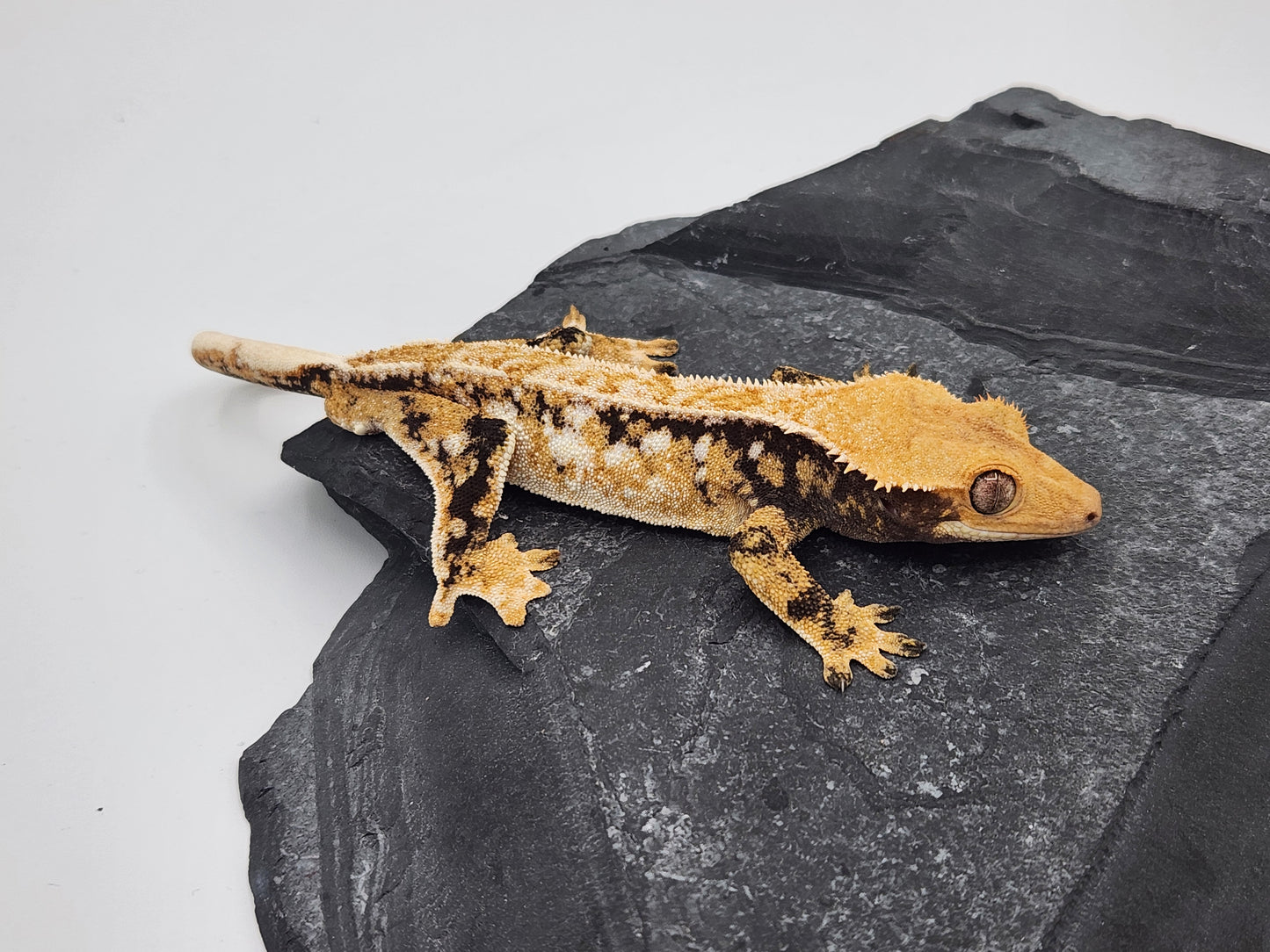 Crested Gecko -  Male DOB 09-08-22 (Gaitley x Horizon)