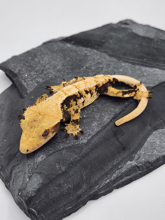 Crested Gecko -  Female DOB 11-30-22 (Gaitley x Horizon)