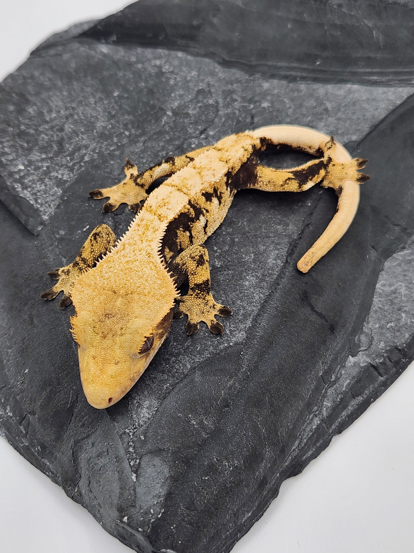 Crested Gecko -  Female DOB 11-30-22 (Gaitley x Horizon)