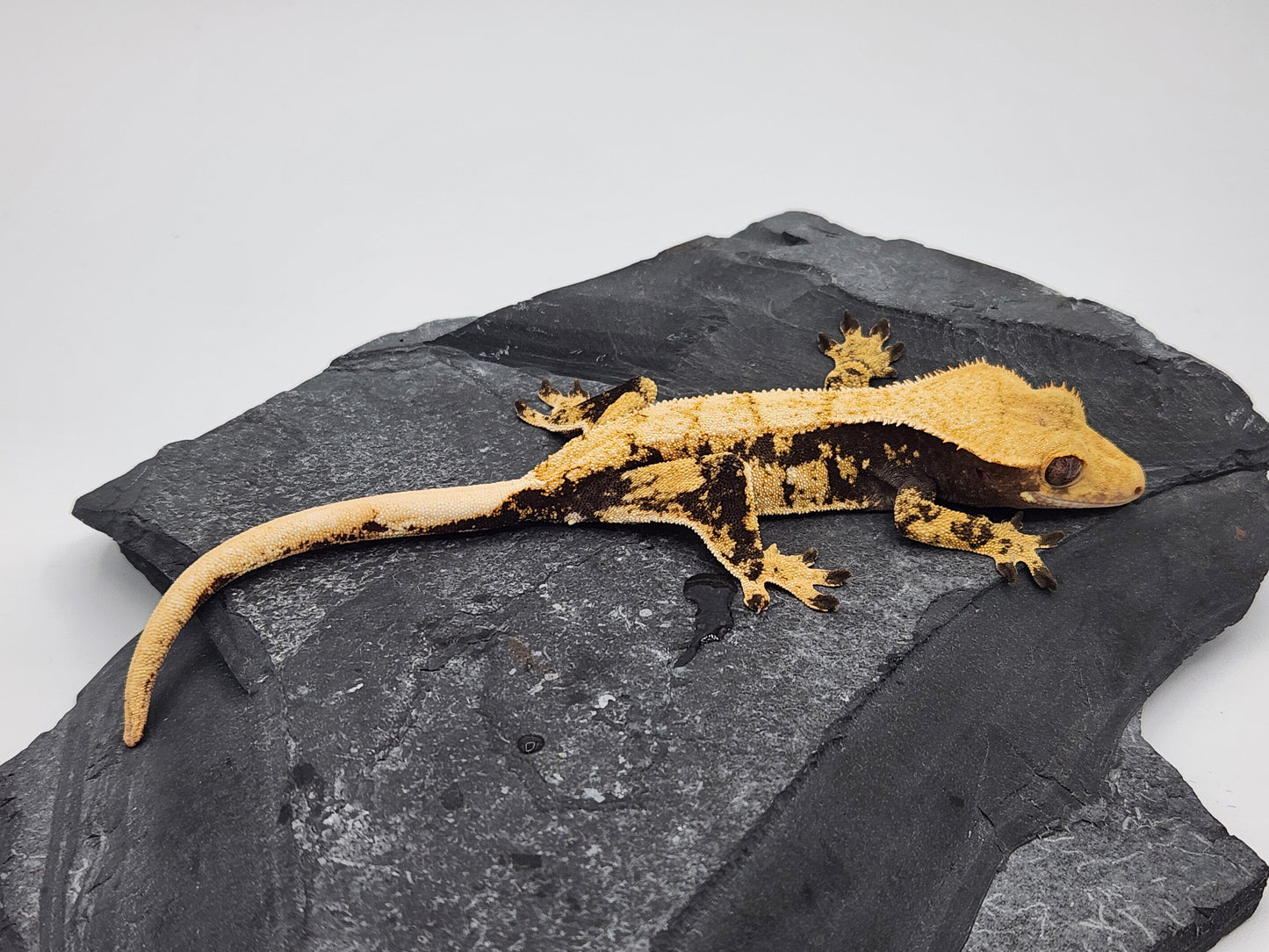 Crested Gecko -  Female DOB 11-30-22 (Gaitley x Horizon)