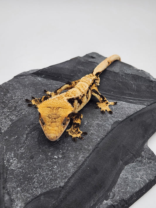 Crested Gecko - Male DOB 10-22-22 (Gaitley x Horizon)