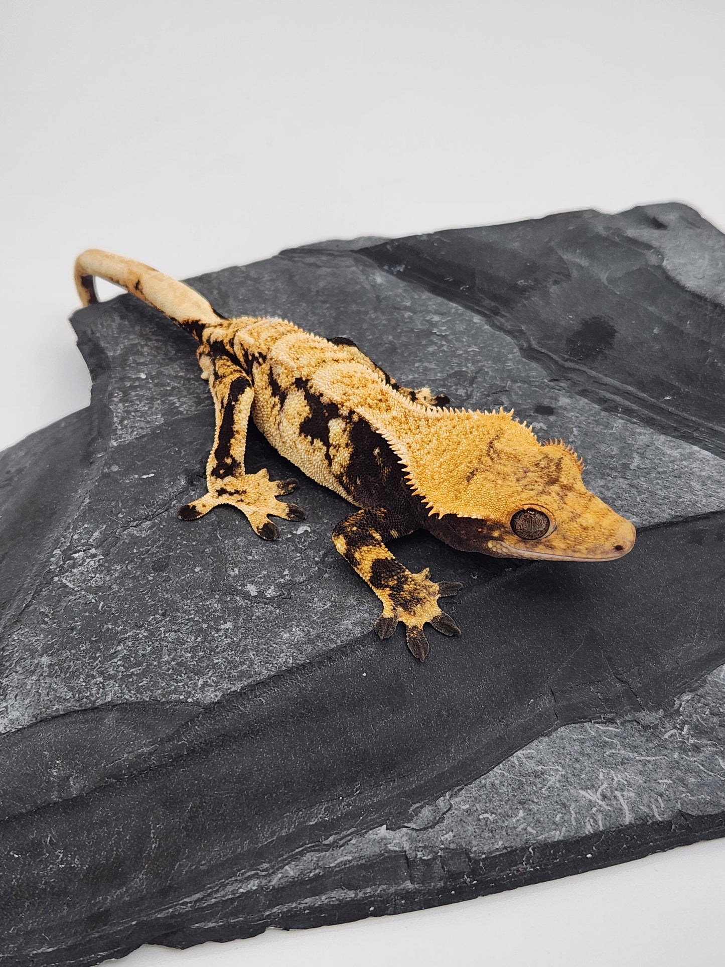 Crested Gecko - SOLD - Male - DOB 10-22-22 (Gaitley x Horizon)