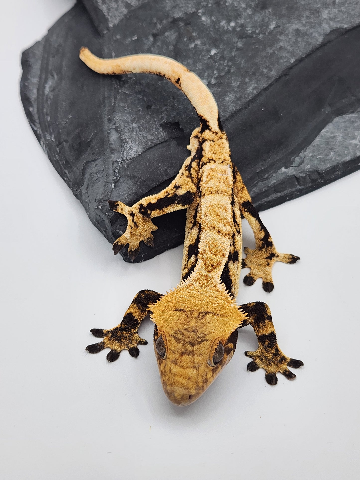 Crested Gecko - SOLD - Male - DOB 10-22-22 (Gaitley x Horizon)