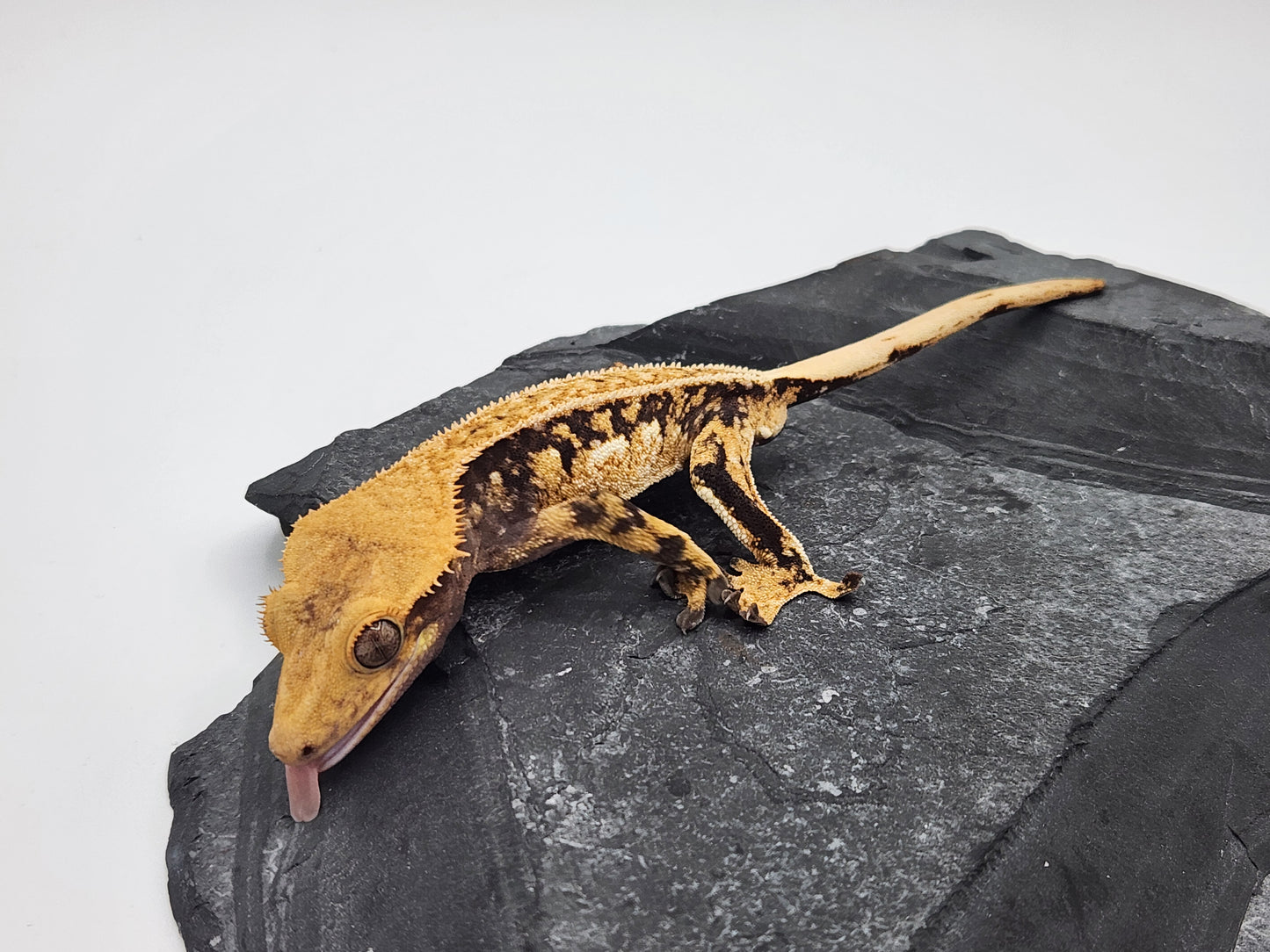 Crested Gecko -  Male DOB 11-29-22 (Gaitley x Horizon)