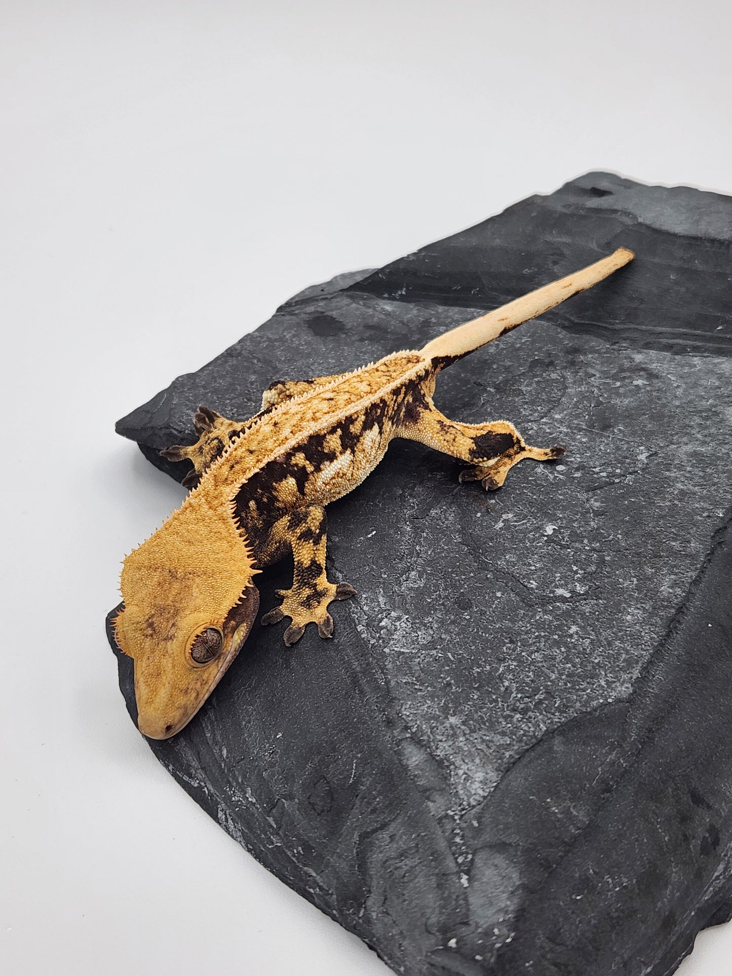 Crested Gecko -  Male DOB 11-29-22 (Gaitley x Horizon)