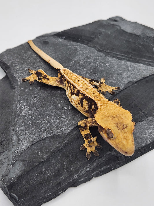Crested Gecko -  Male DOB 11-29-22 (Gaitley x Horizon)