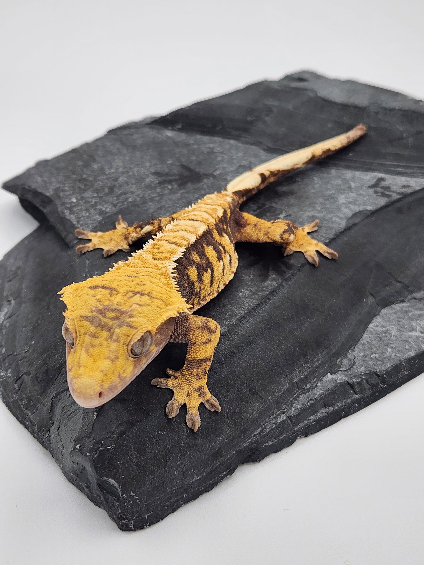 Crested Gecko - Female DOB 09-20-22 (Sonar x Quartz)