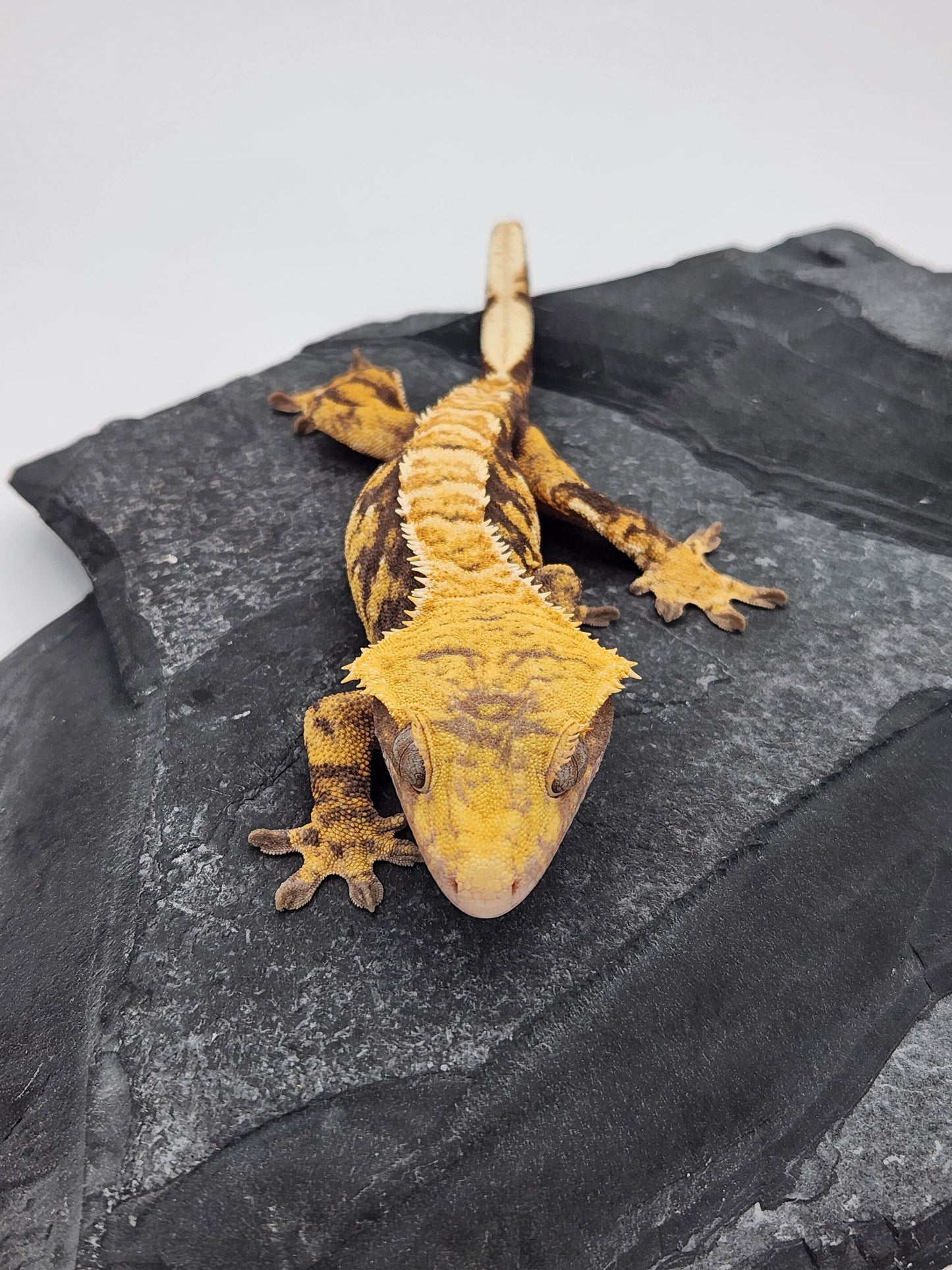 Crested Gecko - Female DOB 09-20-22 (Sonar x Quartz)