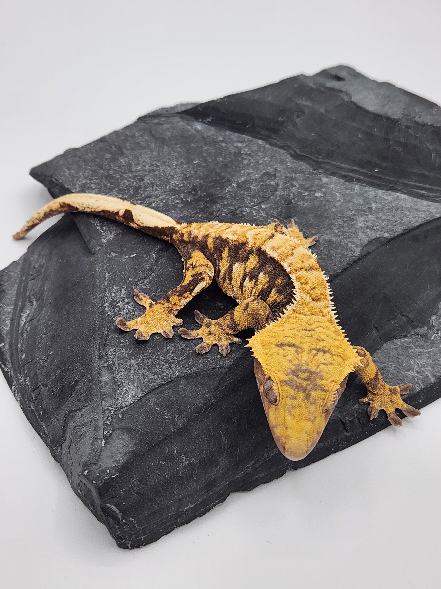 Crested Gecko - Female DOB 09-20-22 (Sonar x Quartz)