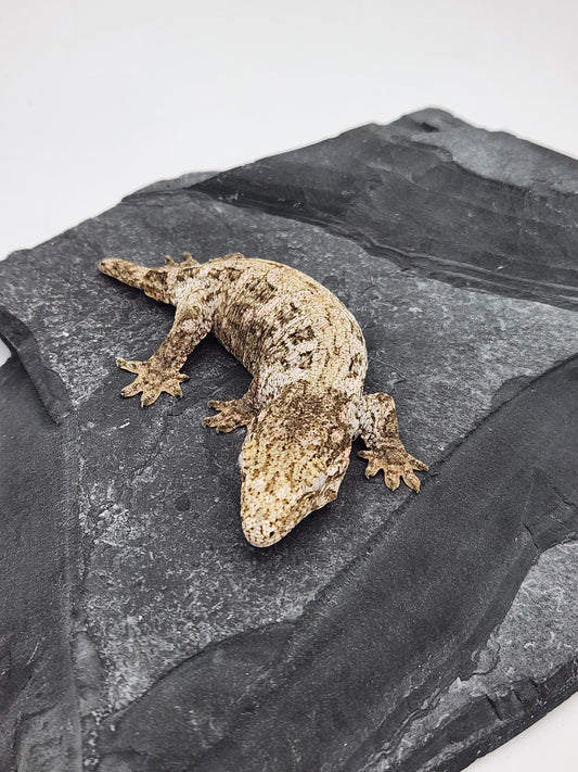 Leachie Gecko - Ana Ami GTB Pine - Possible Female DOB 10-24-2024