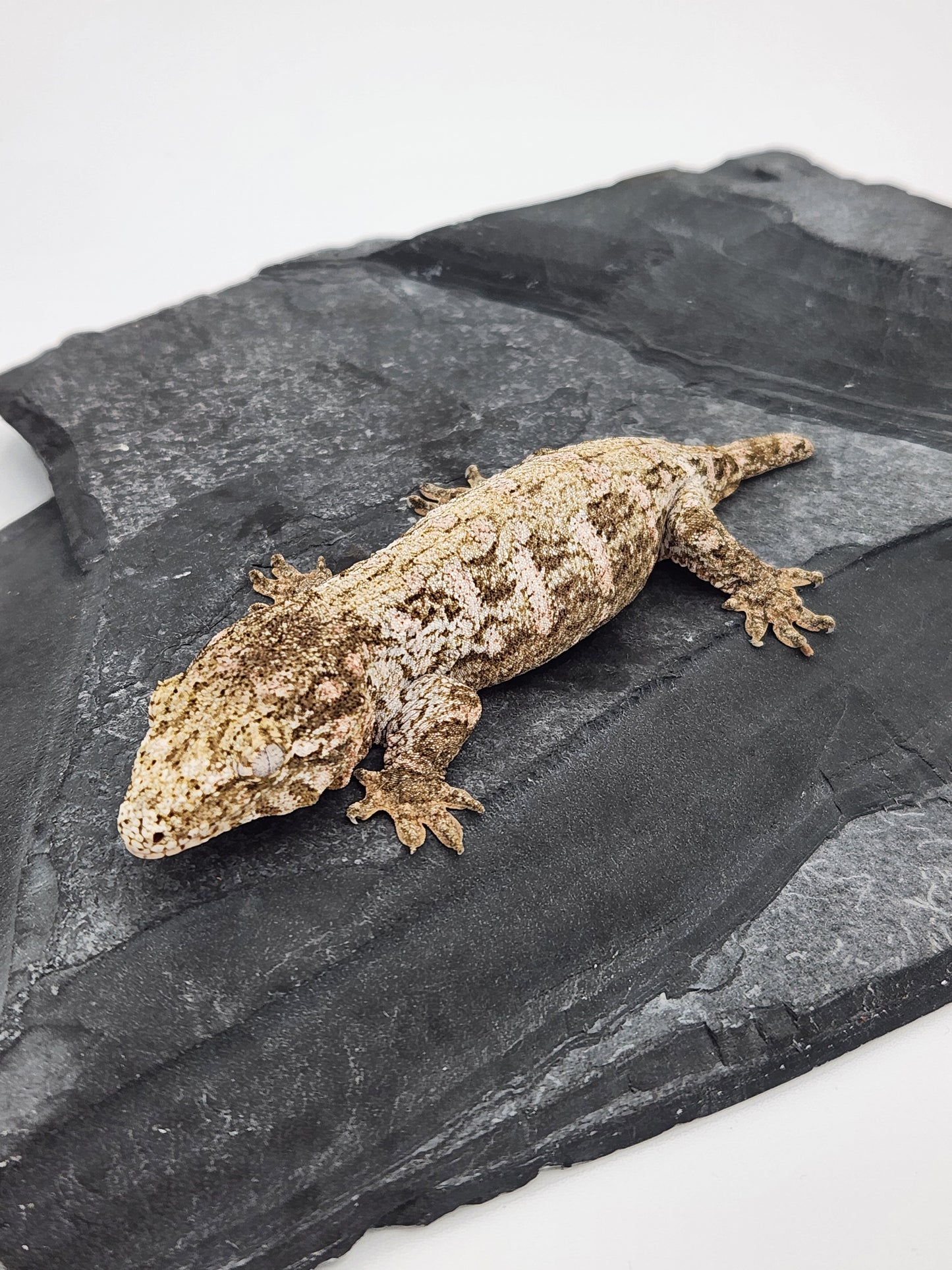 Leachie Gecko - Ana Ami GTB Pine - Possible Female DOB 10-24-2024