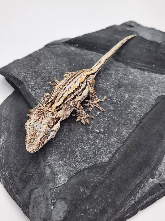 Gargoyle Gecko - Unsexed DOB 11-19-23 (Cherrish x Grey)