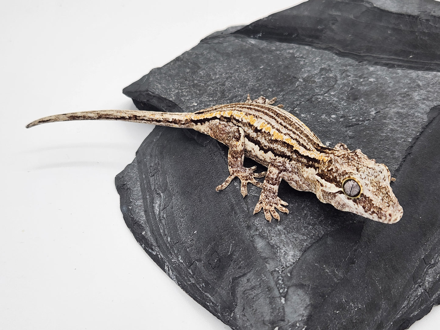 Gargoyle Gecko - Unsexed DOB 11-19-23 (Cherrish x Grey)