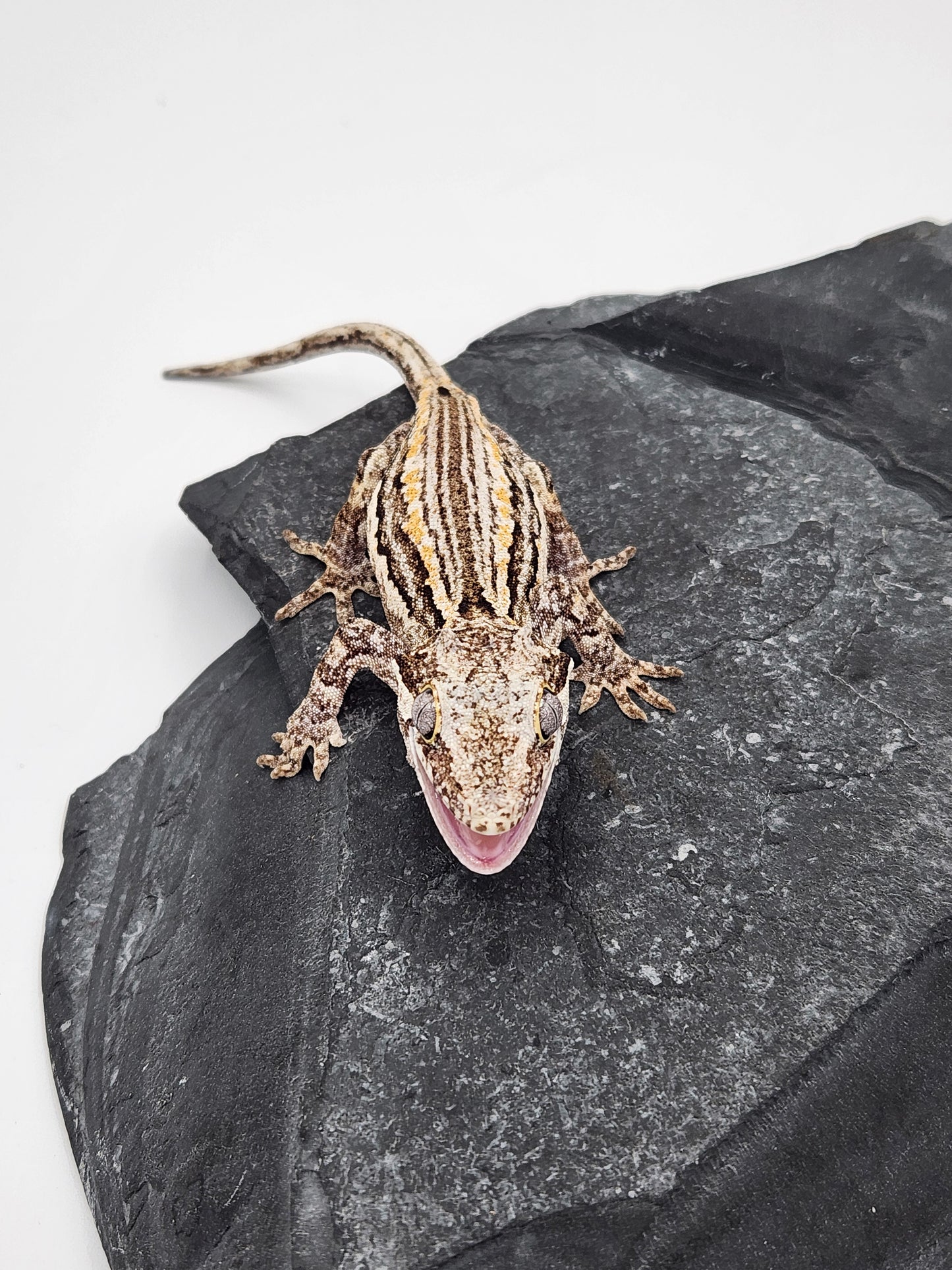 Gargoyle Gecko - Unsexed DOB 11-19-23 (Cherrish x Grey)