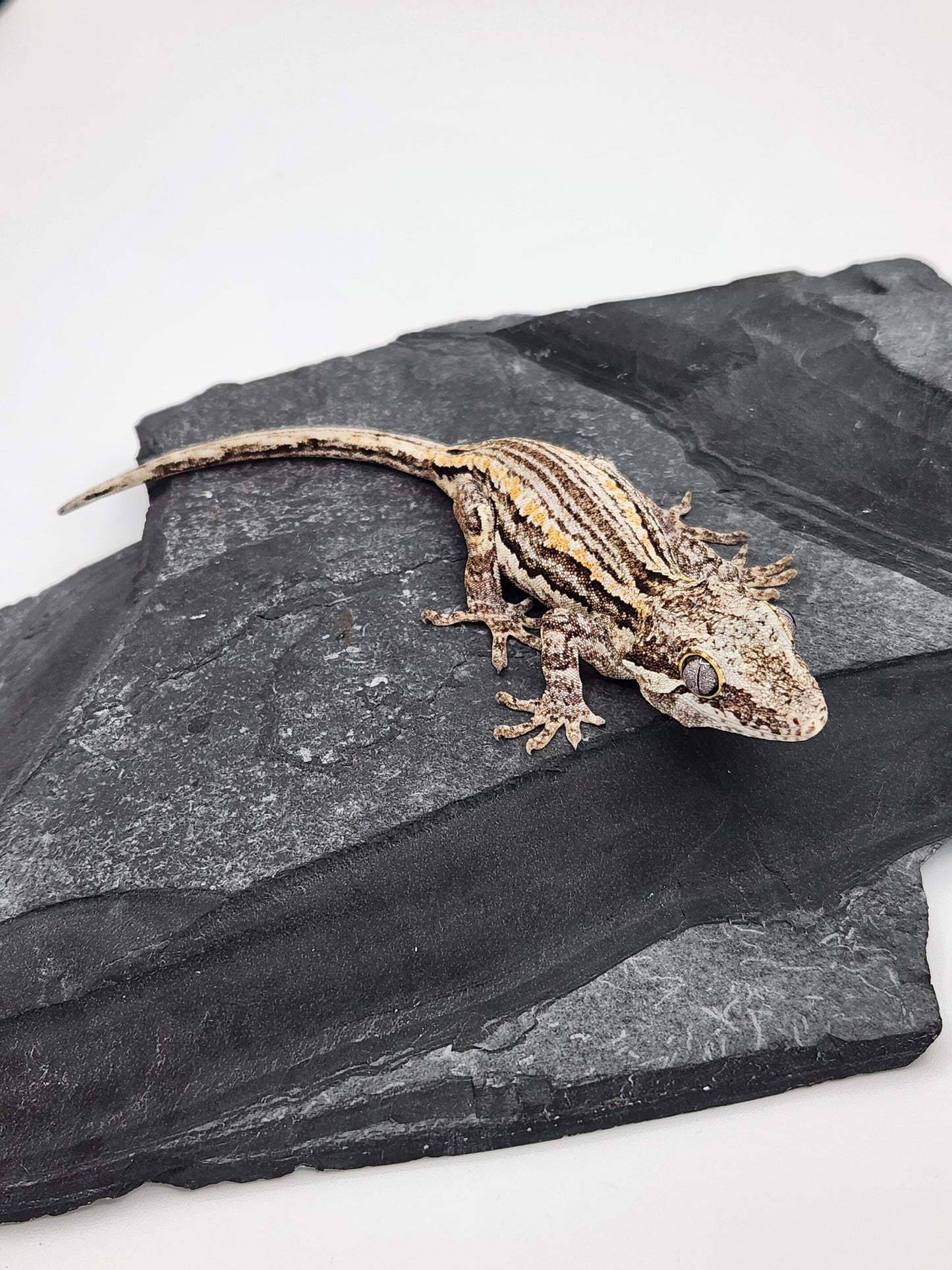 Gargoyle Gecko - Unsexed DOB 11-19-23 (Cherrish x Grey)