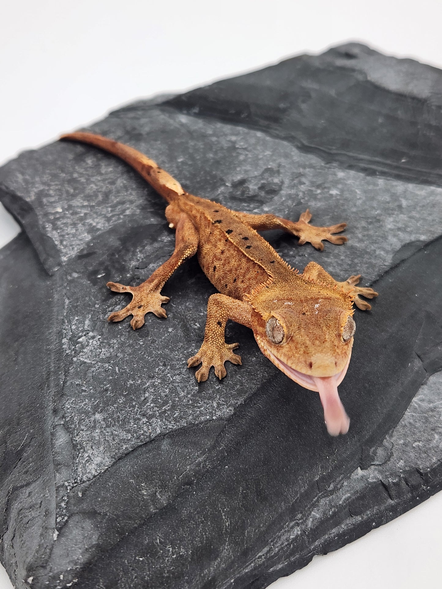 Crested Gecko - Male DOB 09-09-23 (Mocha x Spot 4)
