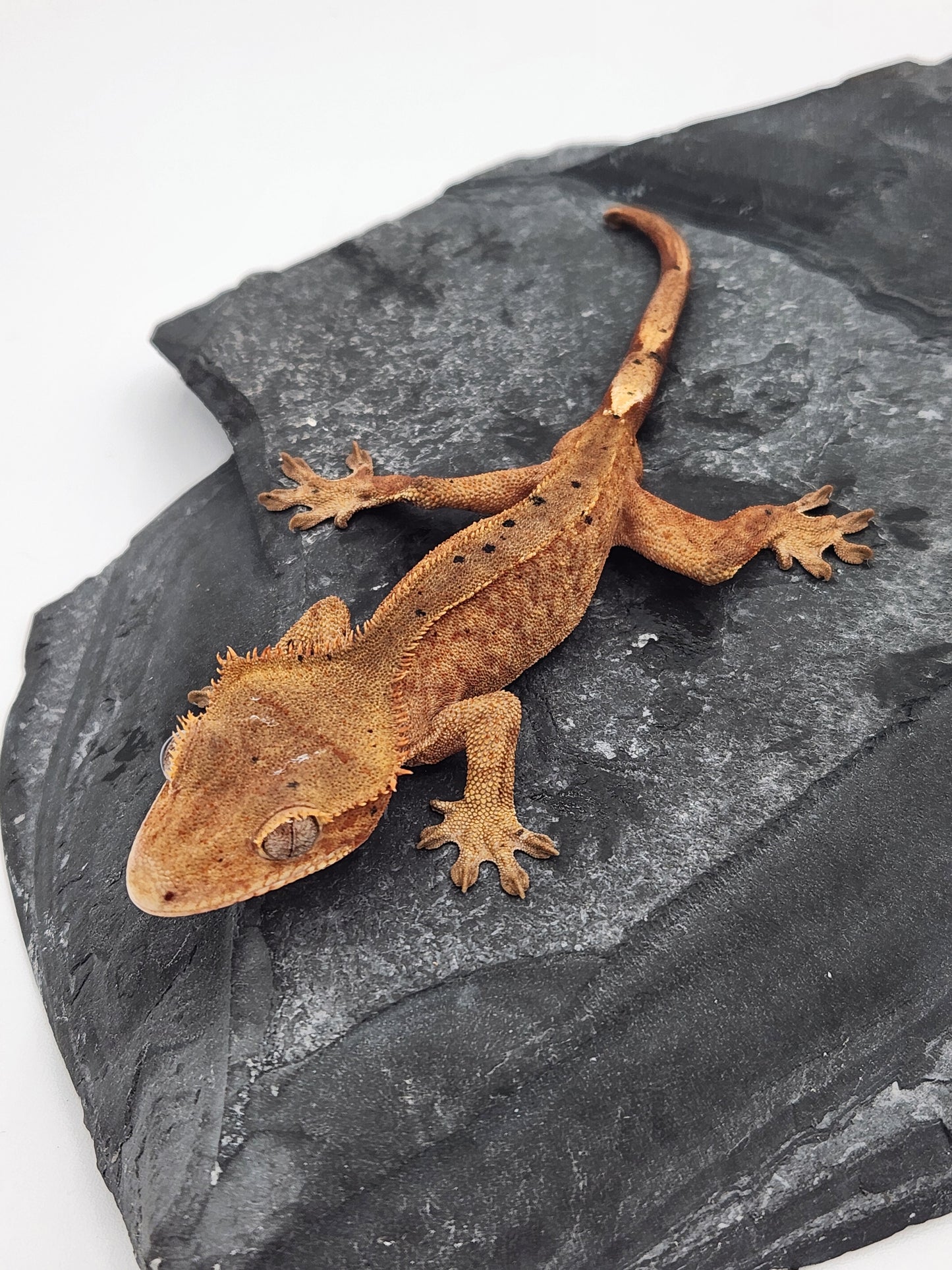 Crested Gecko - Male DOB 09-09-23 (Mocha x Spot 4)