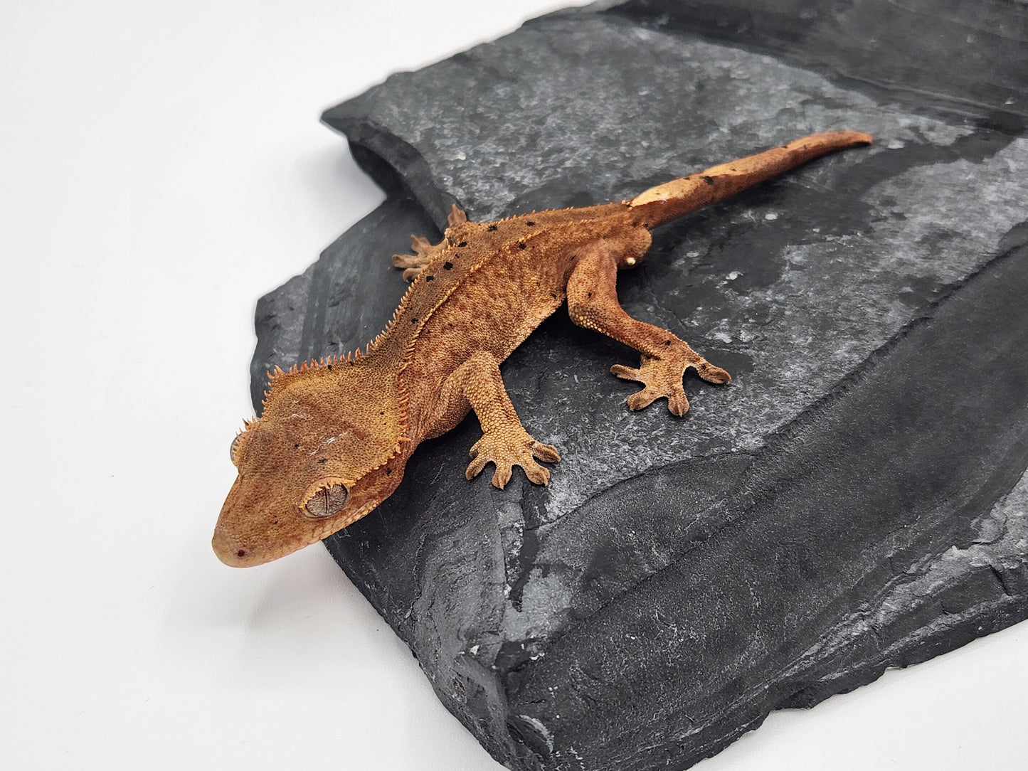 Crested Gecko - Male DOB 09-09-23 (Mocha x Spot 4)