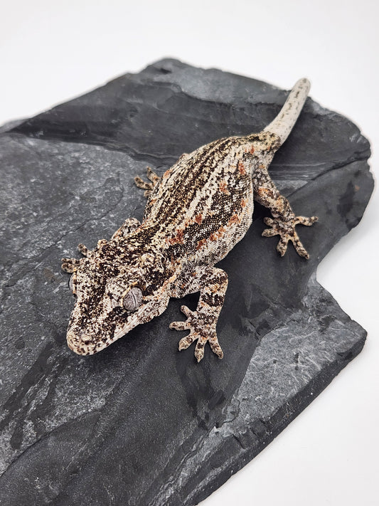 Gargoyle Gecko - Female - (Key x Po 8) Proven Breeder