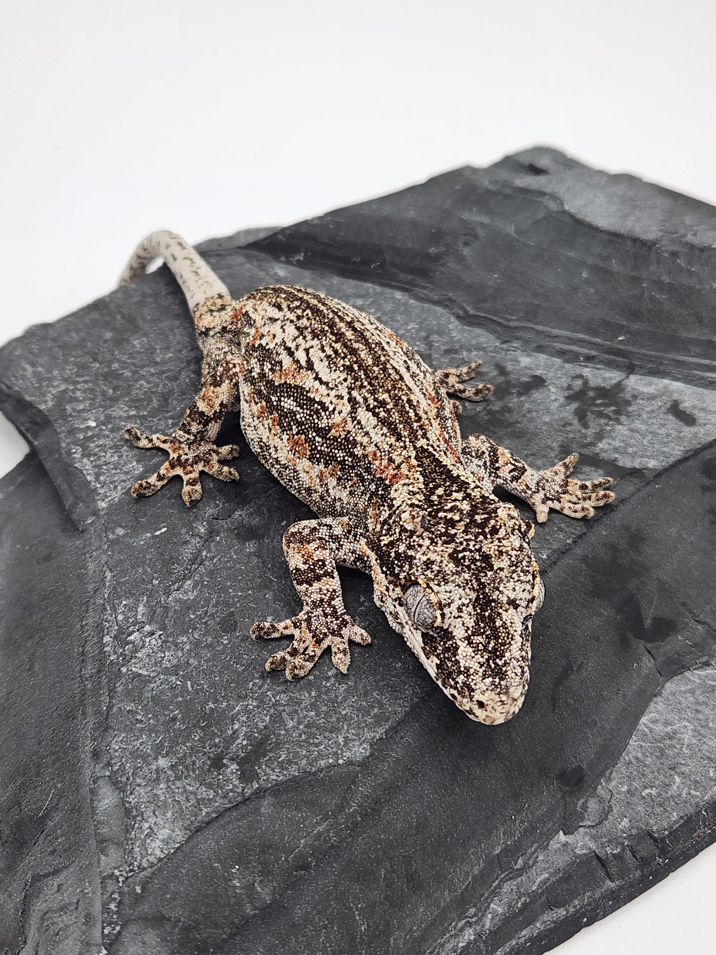 Gargoyle Gecko - SOLD - Key x Po 8 - Female - Proven Breeder