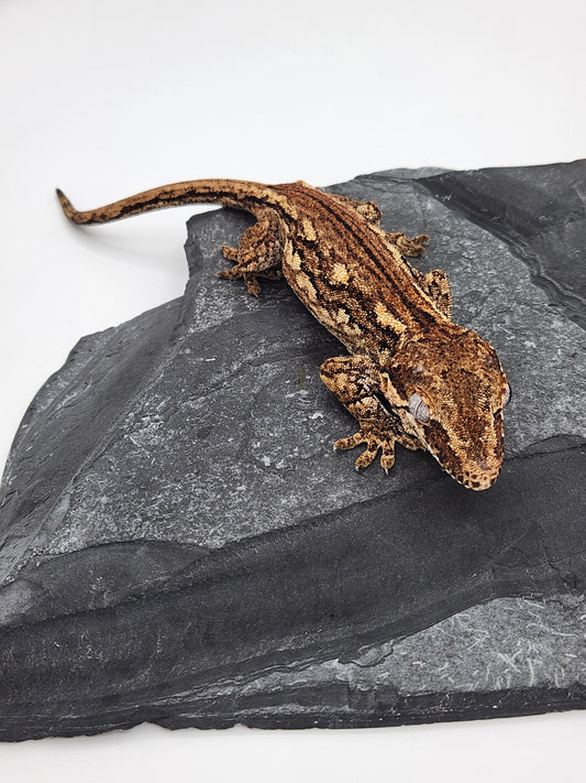 Gargoyle Gecko - Female DOB 09-03-18 - Gisela