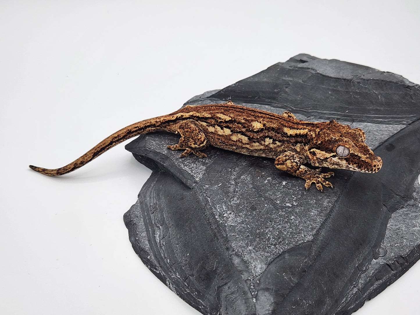 Gargoyle Gecko - Female DOB 09-03-18 - Gisela