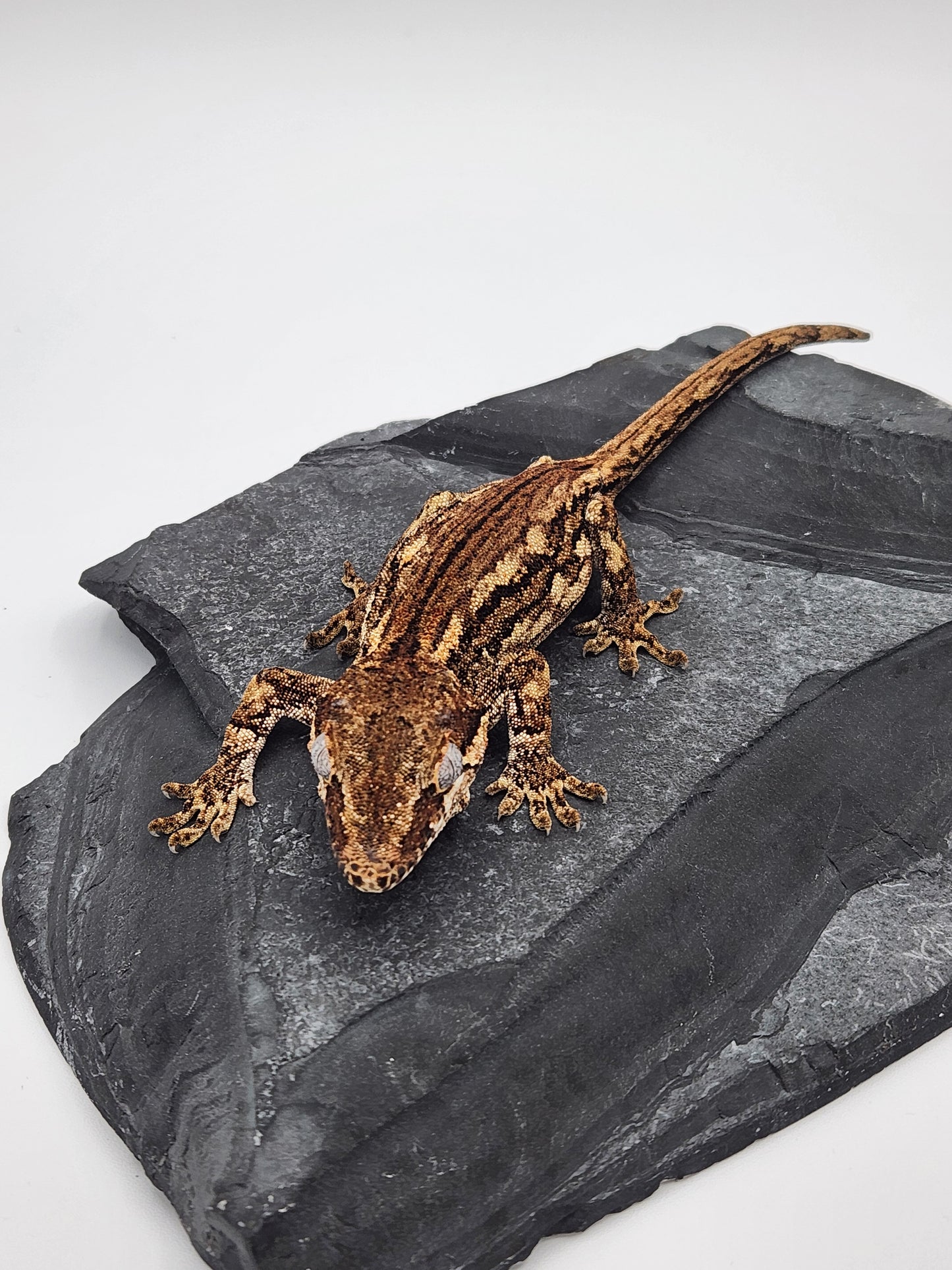 Gargoyle Gecko - Female DOB 09-03-18 - Gisela