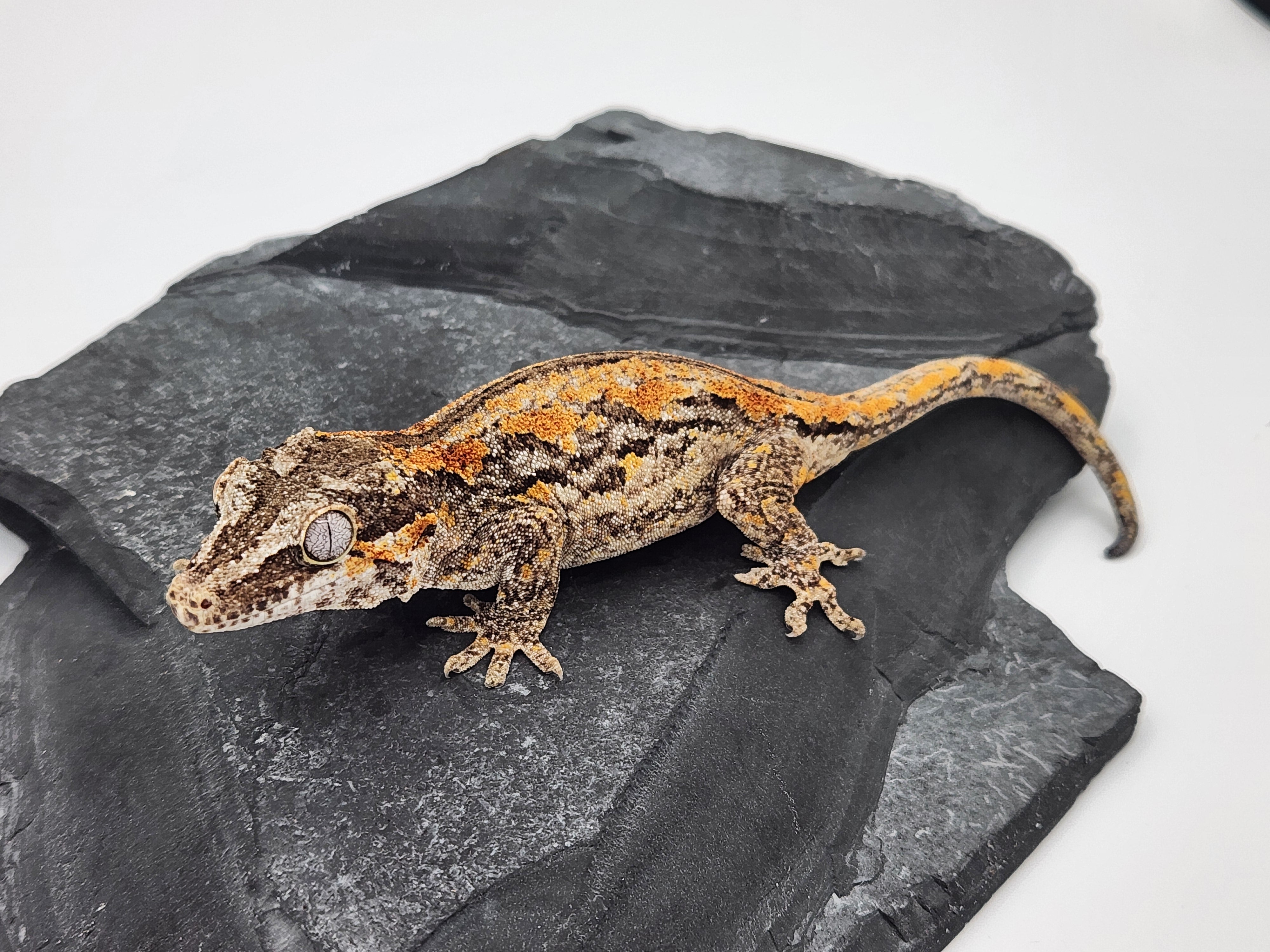 Gargoyle Gecko - SOLD - Female DOB 06-25-22 - (Griffin x Licorice ...