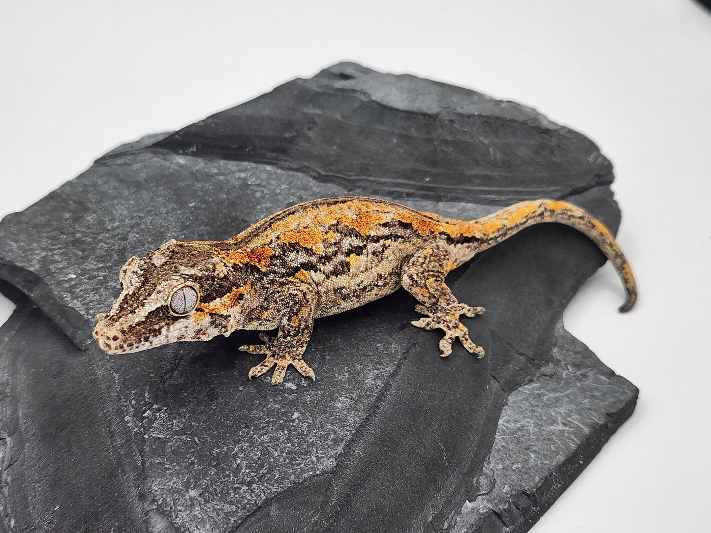 Gargoyle Gecko - SOLD - Female DOB 06-25-22 - (Griffin x Licorice)
