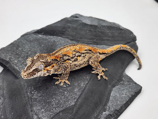 Gargoyle Gecko - Female DOB 06-25-22 - (Griffin x Licorice)